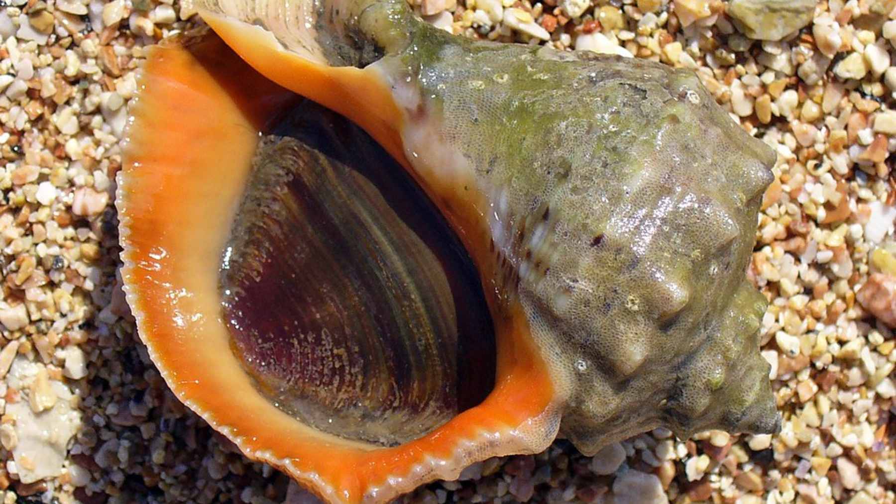 A large Rapana venosa sea snail resting on the ocean floor next to a bed of wild oysters.