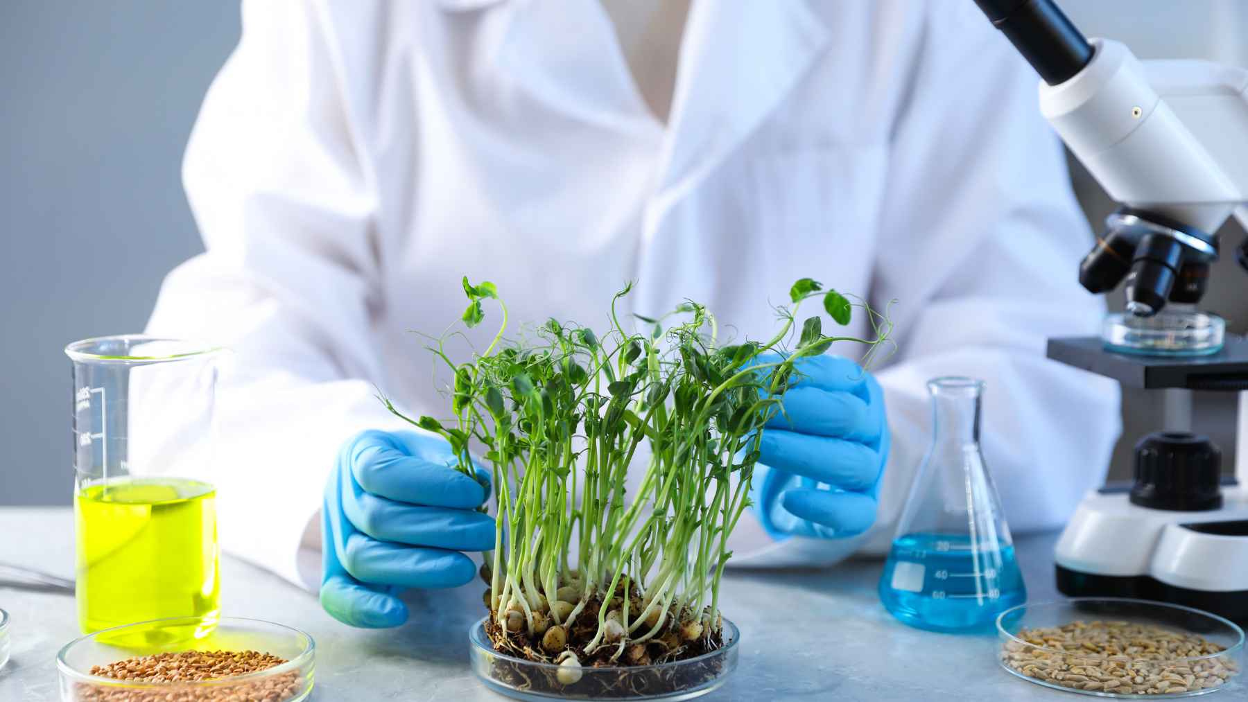 Scientist examining plants and chemicals in a lab during research on pesticide exposure and environmental health