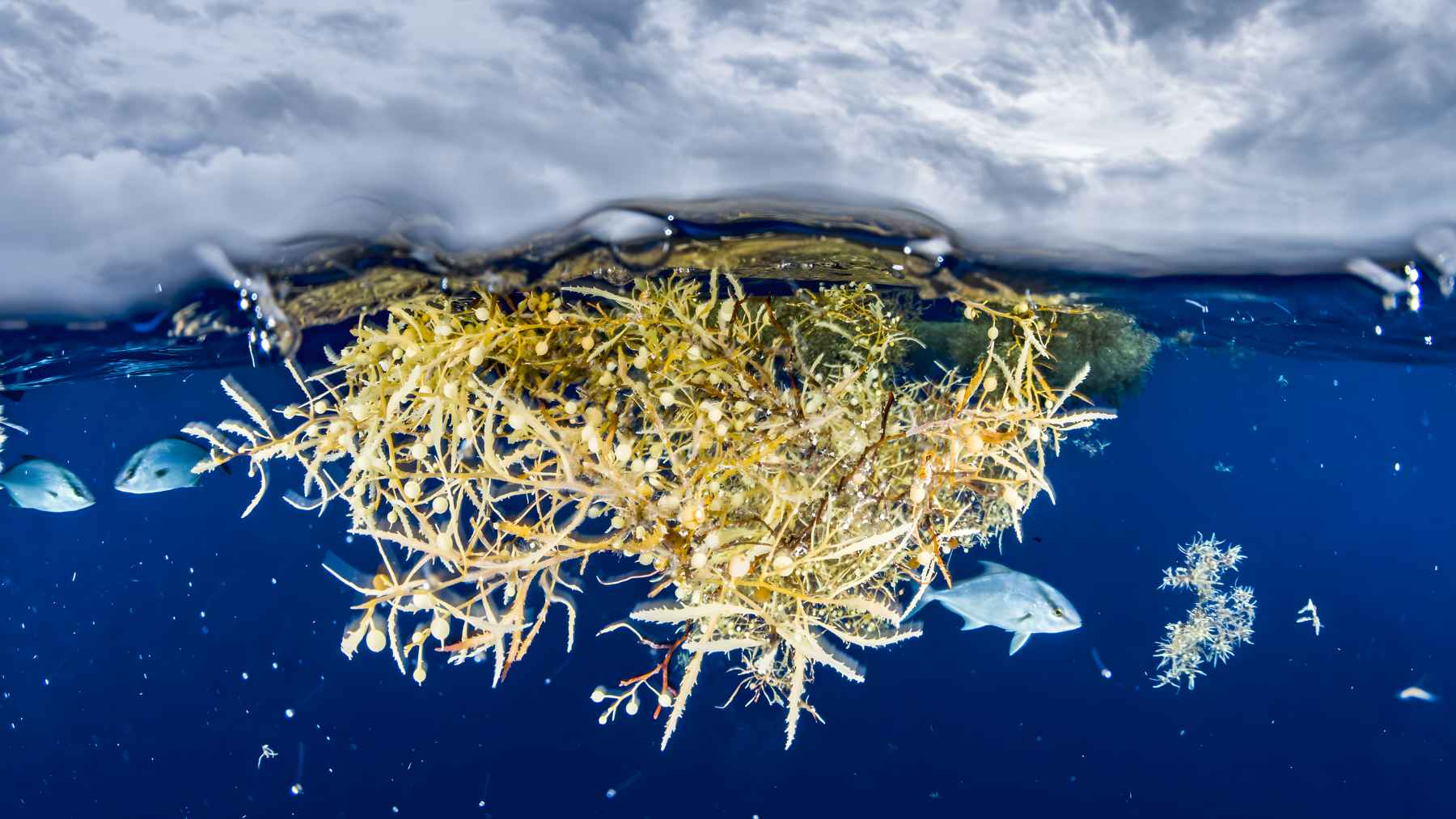 Floating Sargassum seaweed in the Sargasso Sea, surrounded by calm Atlantic waters shaped by ocean currents