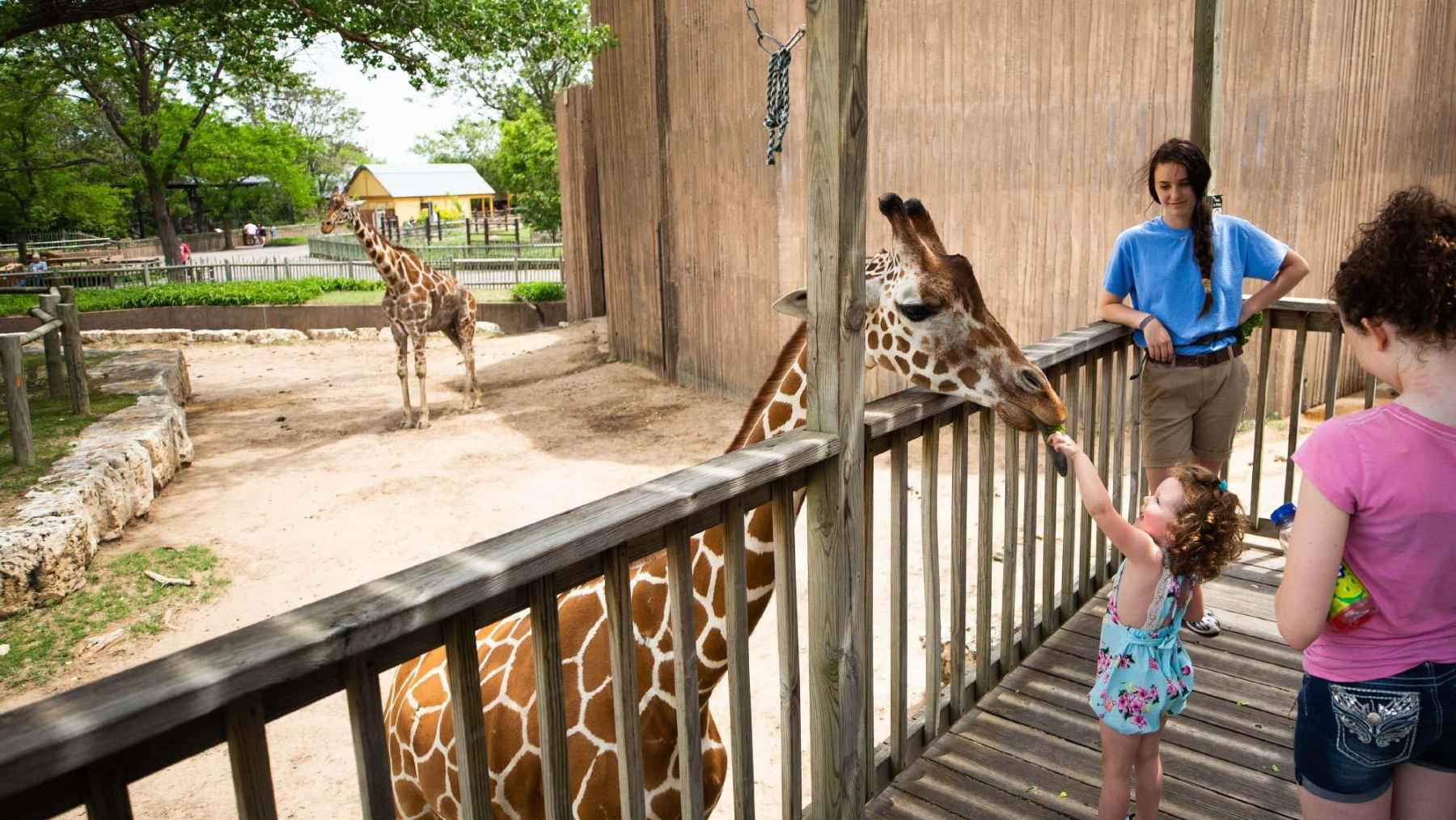 Visitors feed a giraffe at Sedgwick County Zoo in Wichita, Kansas