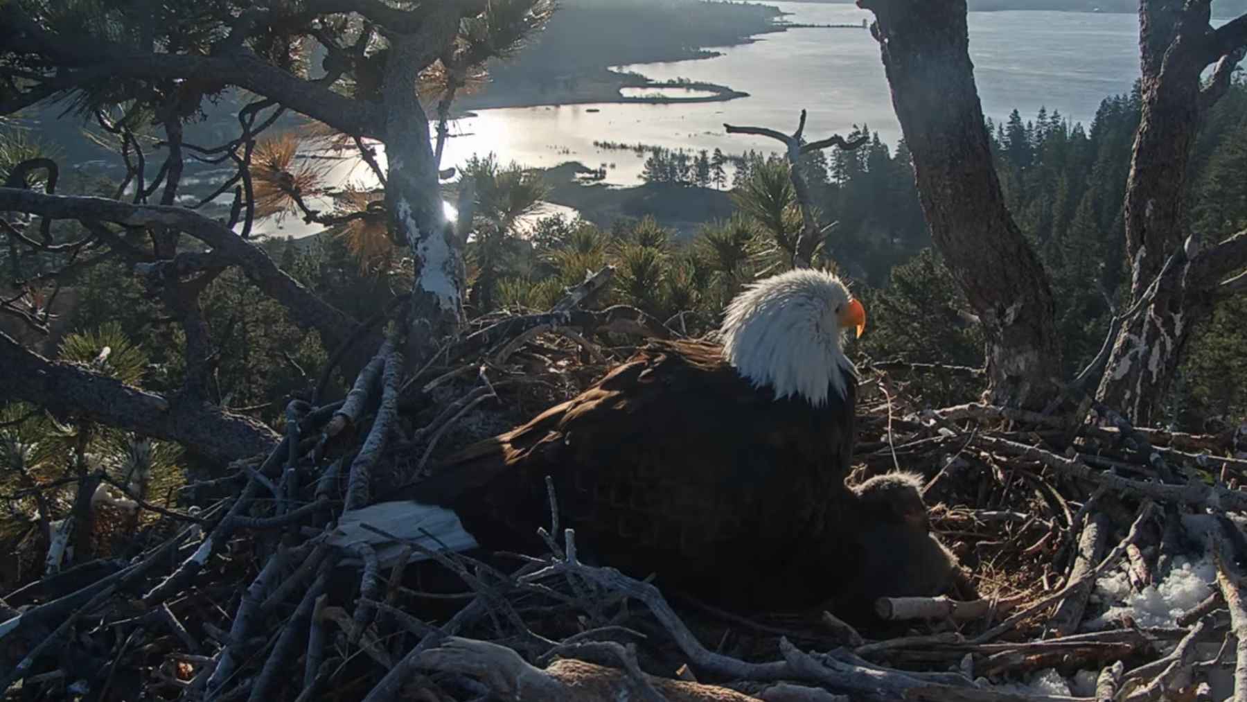 Bald eagle Shadow midair with talons raised defending nest from intruding bird at Big Bear