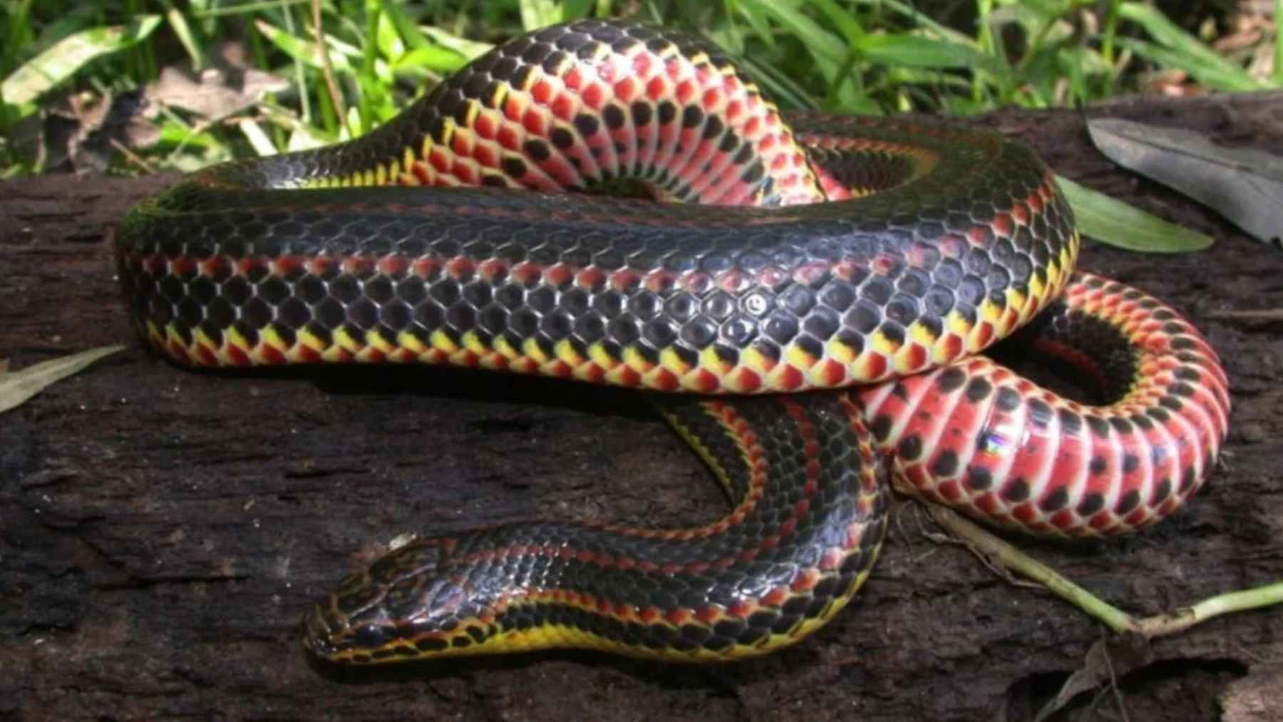 Snake with red, yellow, and black underside coiled on a log, illustrating snake cannibalism research