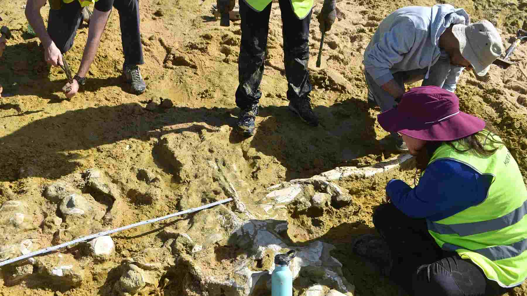 Researchers excavate two 10-million-year-old whale fossils exposed by winter storms on a beach in Portugal