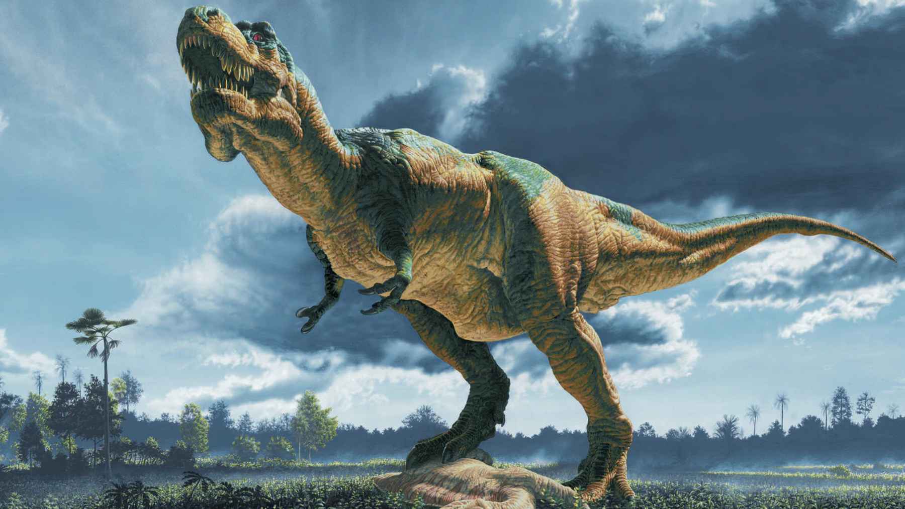 Illustration of Sue the Tyrannosaurus rex, the famous Field Museum specimen used in research on how T. rex may have moved with a toe-first step.