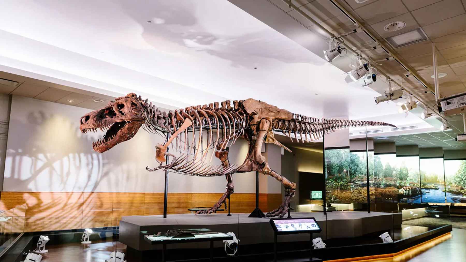 Sue the Tyrannosaurus rex skeleton on display at the Field Museum in Chicago, one of the most complete T. rex specimens ever discovered.