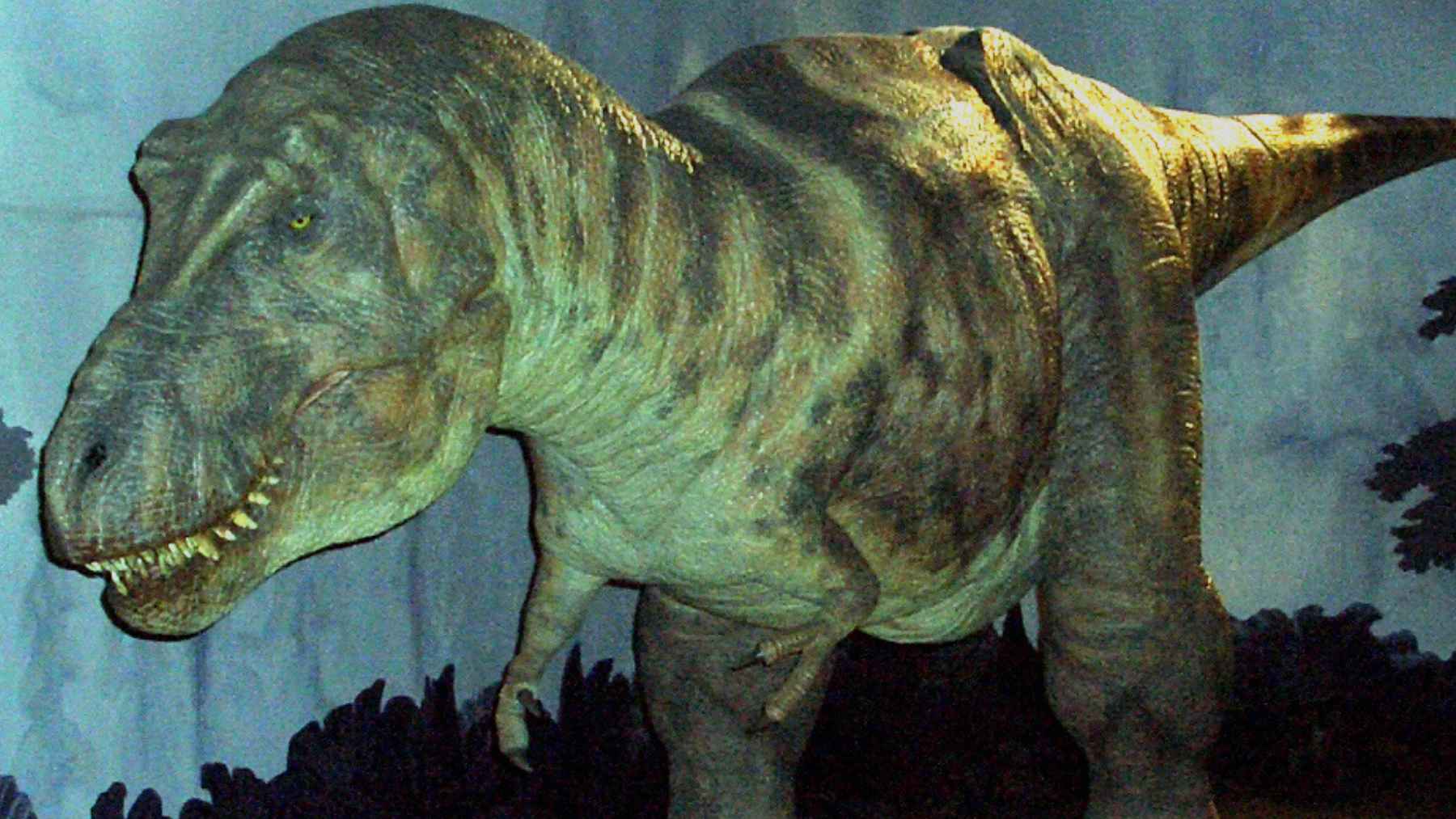 Tyrannosaurus rex skeleton showing foot structure linked to bird-like toe walking gait in new study