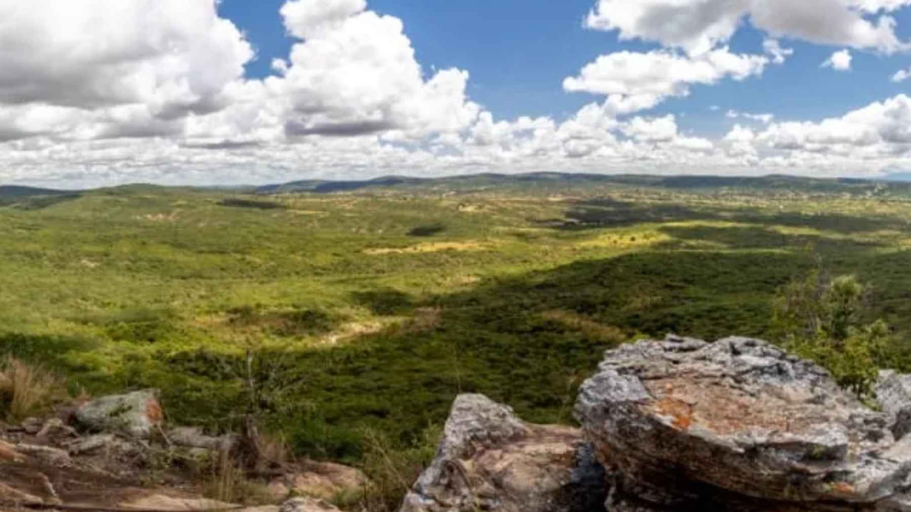 Africa is surprising the whole world with a phenomenon no one expected: trees are reappearing without anyone having planted them