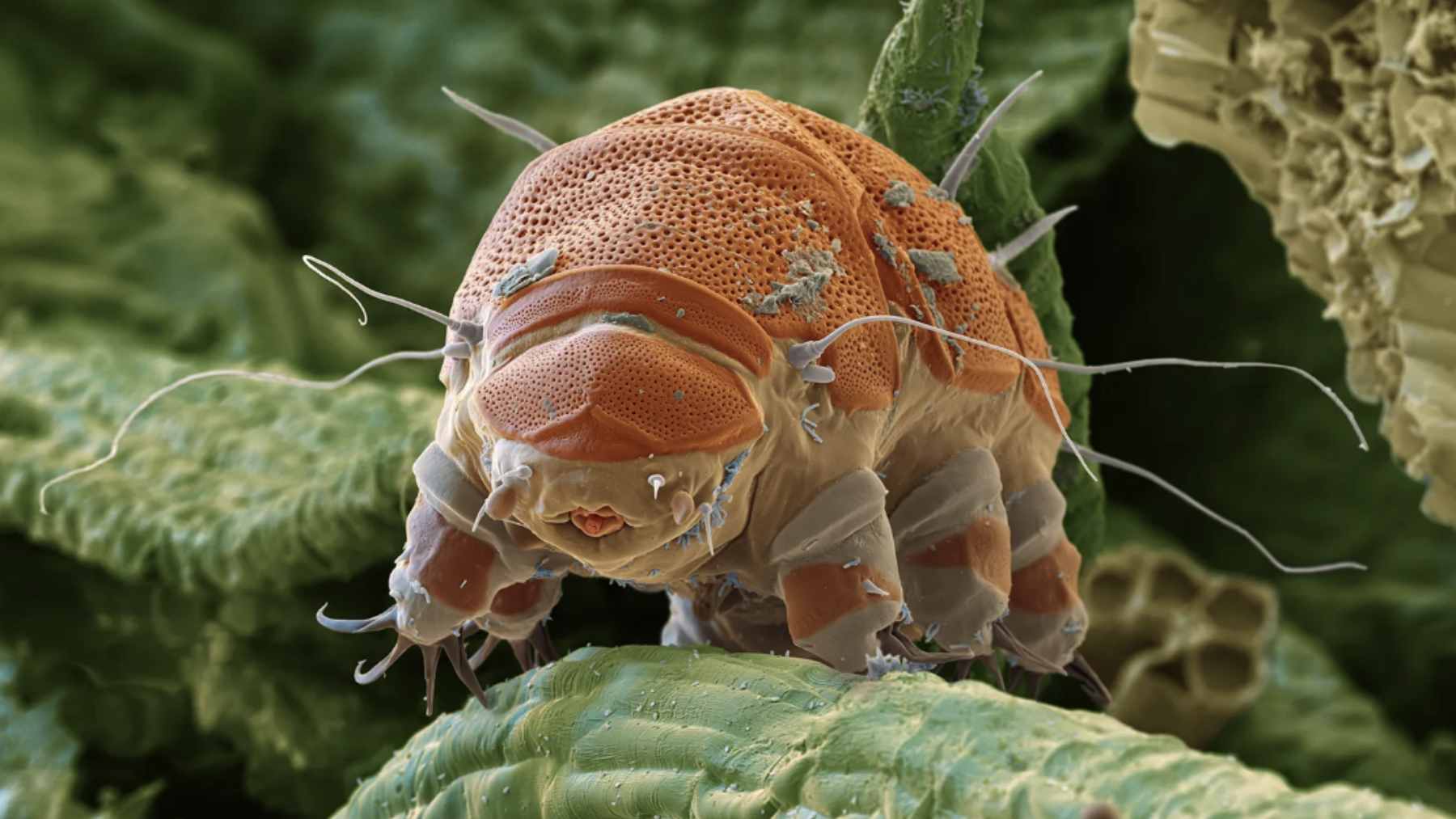 A microscopic image of a resilient tardigrade, also known as a water bear, crawling among fine dust particles.