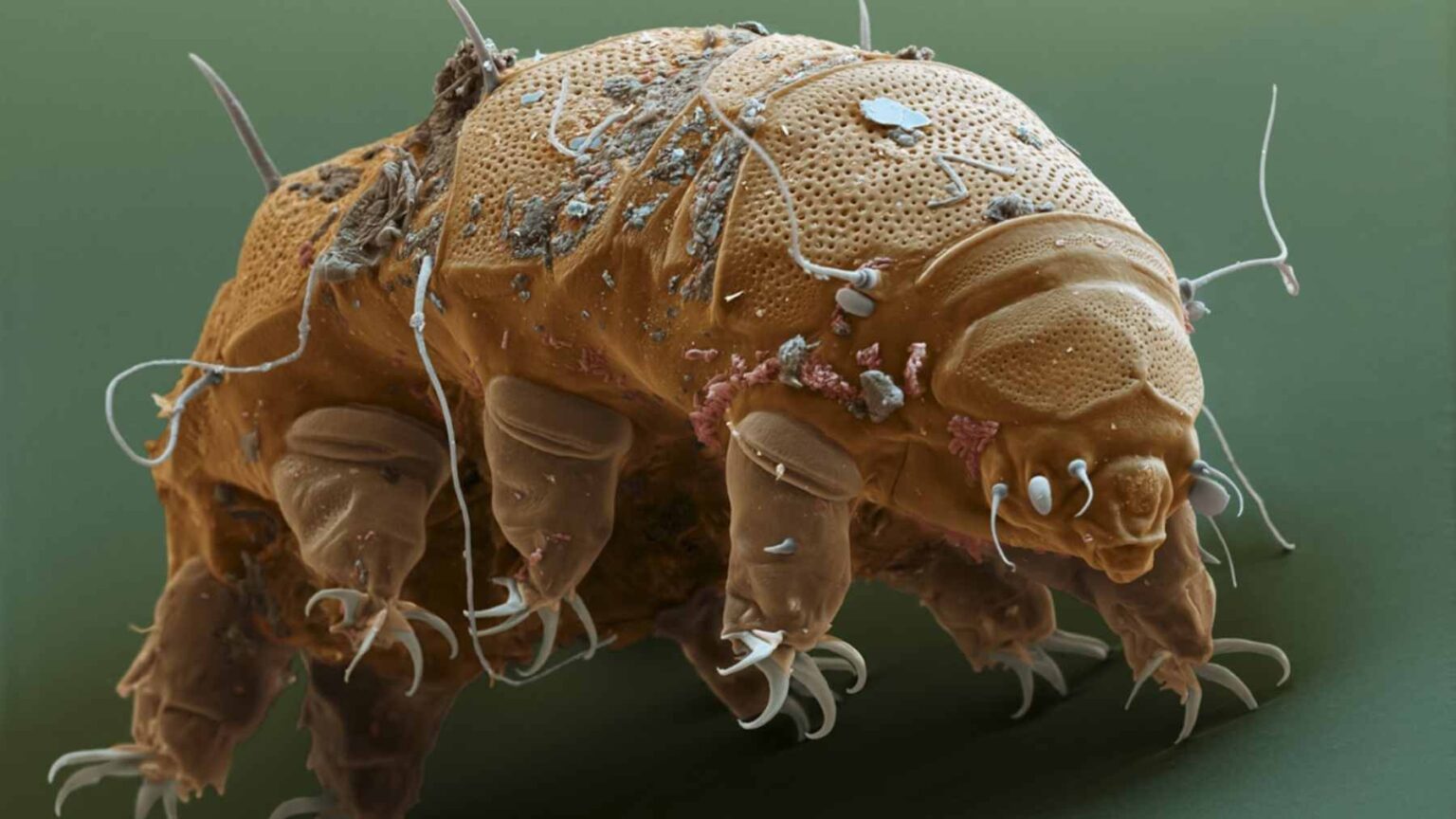 Tardigrades have gone from being tiny, extremely rare creatures to ...