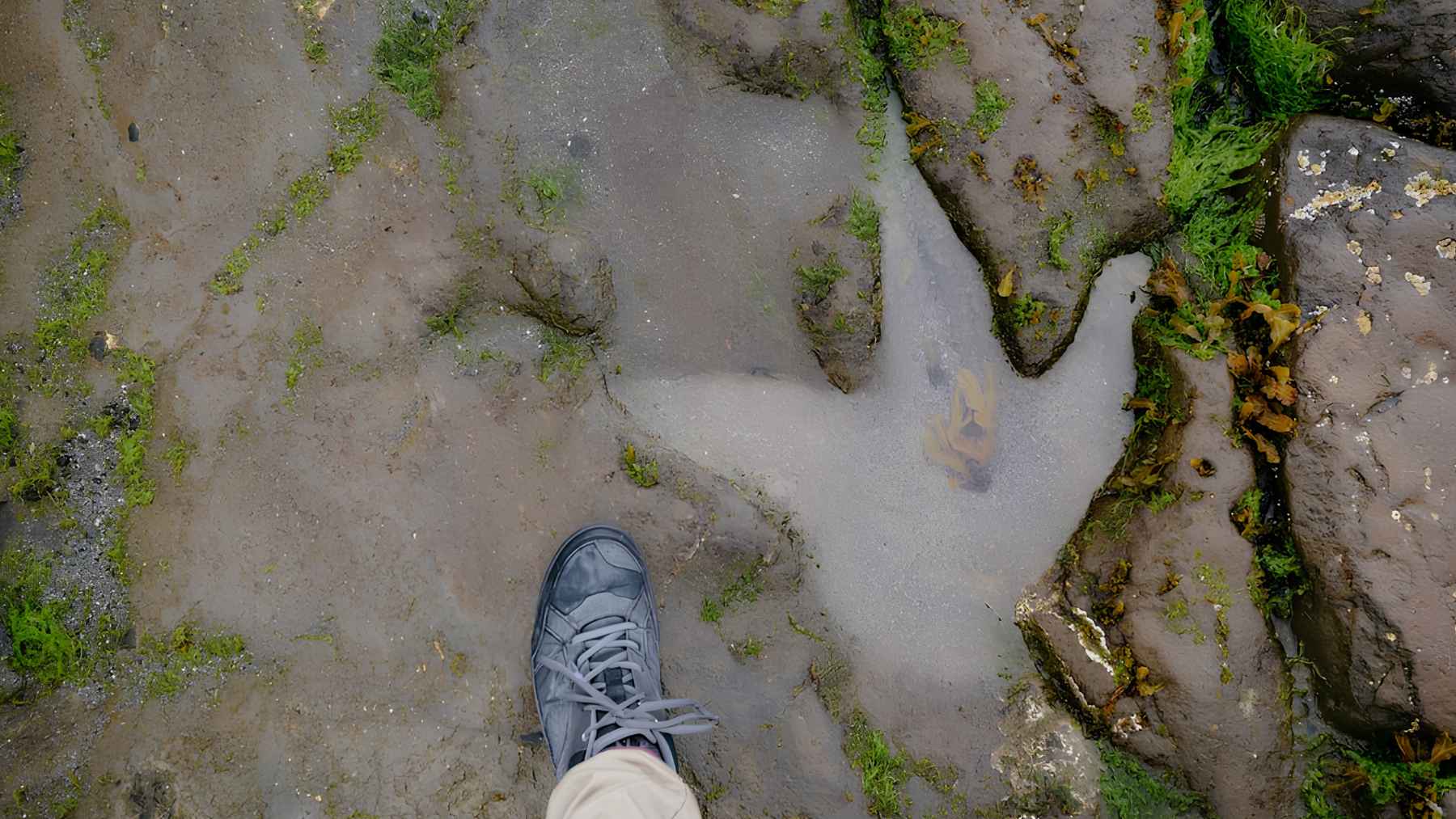 Three-toed dinosaur footprint fossil in rock, similar to tracks analyzed in an AI study on bird-like dinosaur prints.