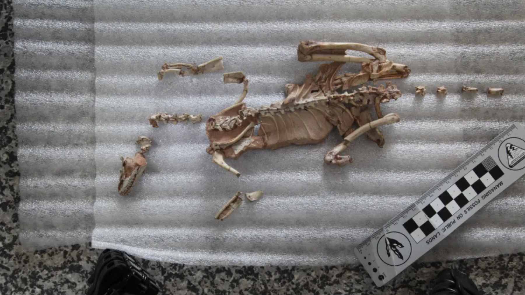 A tiny dinosaur fossil has emerged from Patagonia after 90 million years, and its almost complete skeleton may finally explain one of prehistory’s strangest theropod families