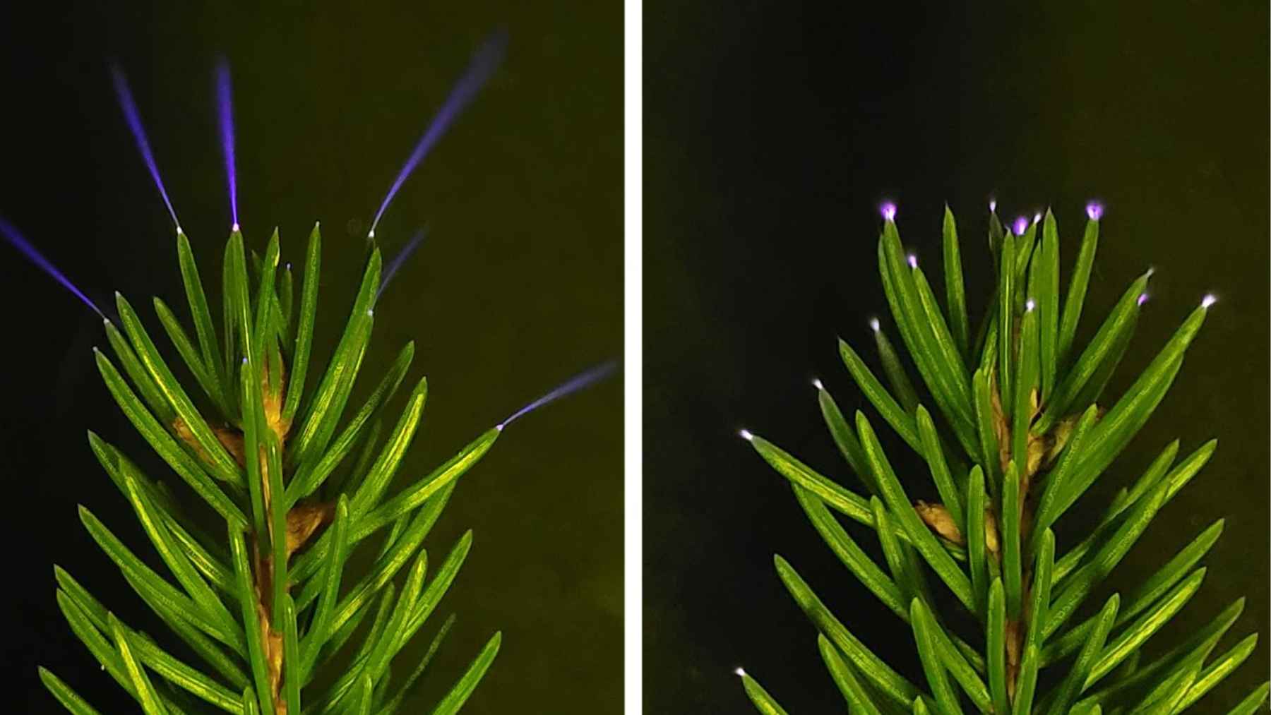 Tree needles showing purple corona discharges at their tips during a thunderstorm electricity experiment