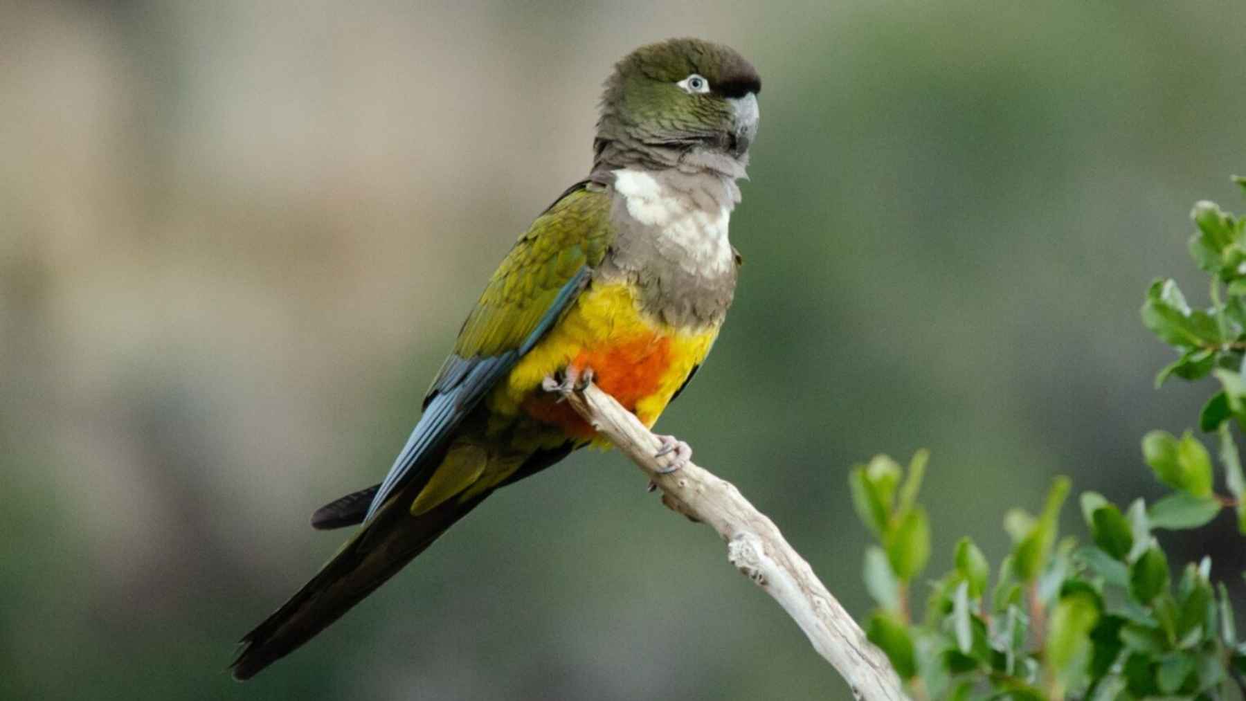 Tricahue parrot perched on a branch, showing its colorful green, blue, yellow, and orange plumage in a scene tied to the species’ return to Río Clarillo.