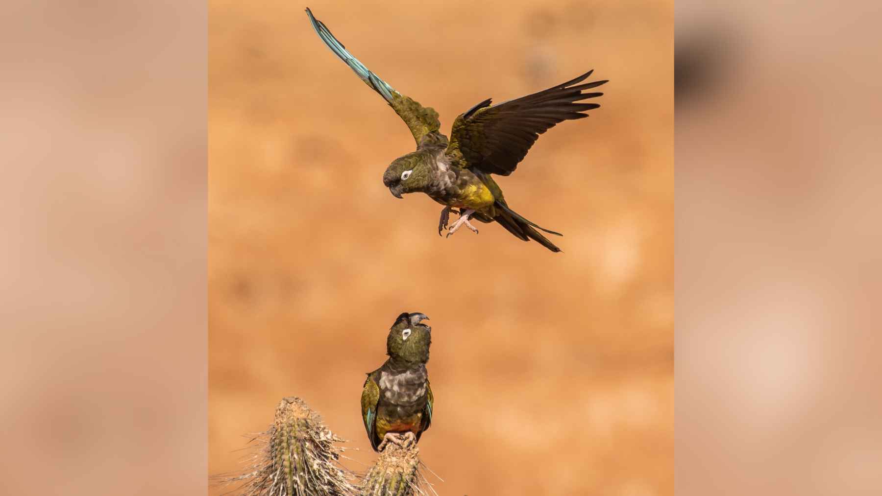 Two tricahue parrots near a cactus, one perched and one landing in flight, a scene linked to the birds’ return to Río Clarillo National Park.