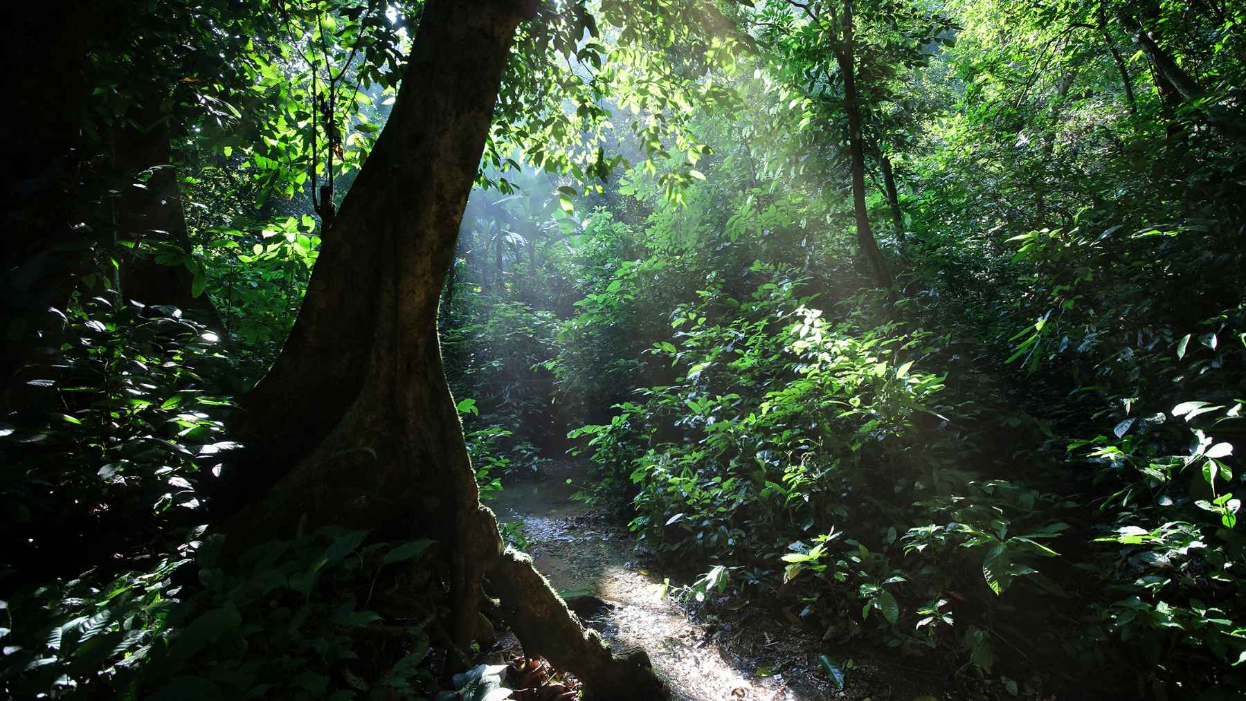 Sunlight filters through dense tropical forest trees in Panama, where scientists studied how drought shifts root growth deeper underground