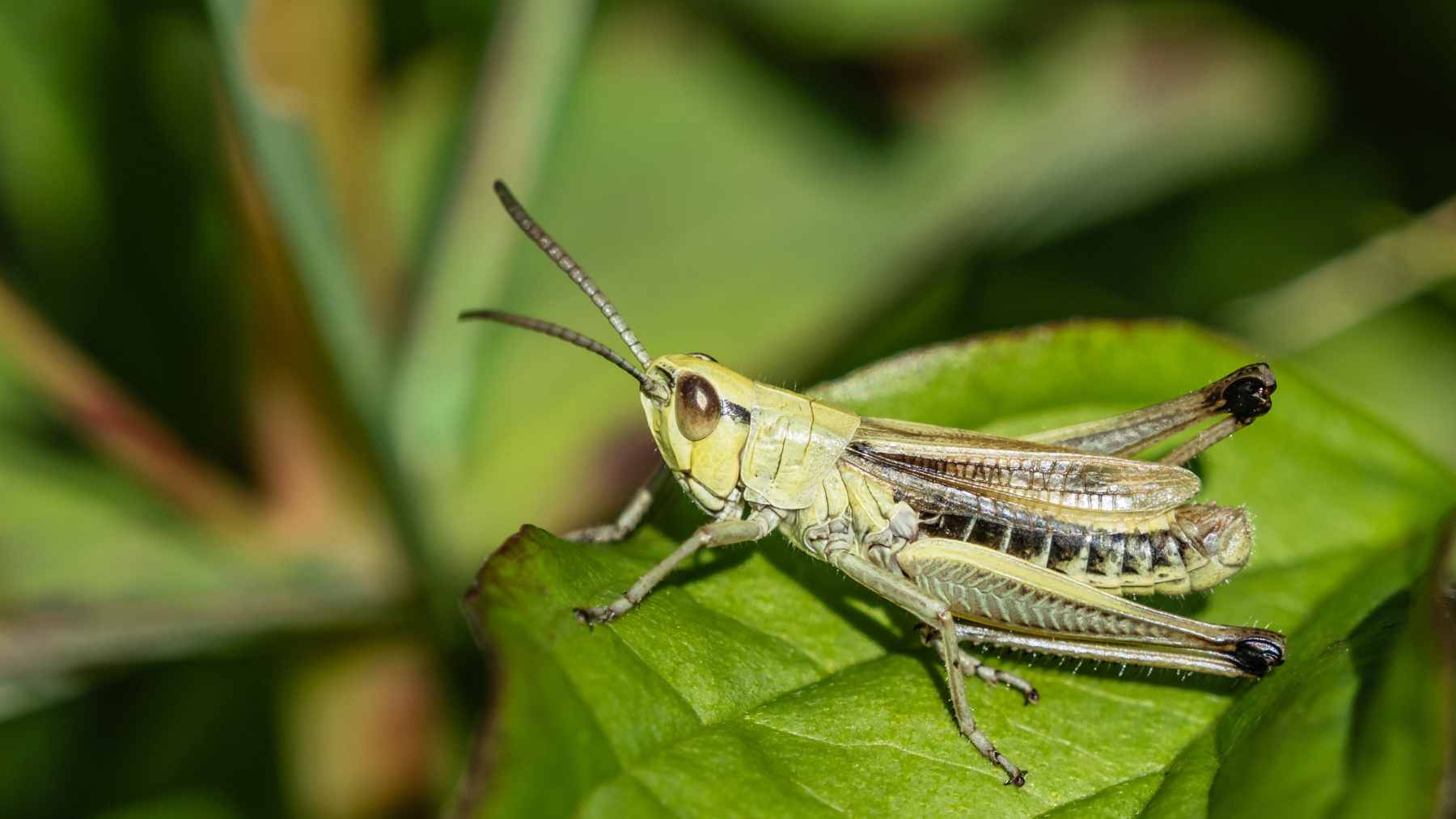 A colorful scientific chart showing the overlapping thermal performance curves of various species, including insects, fish, and plants, all following a similar bell-shaped path.