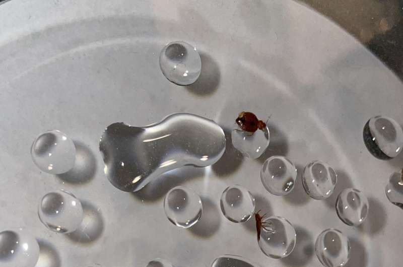 Bed bug near a damp surface avoiding contact with water