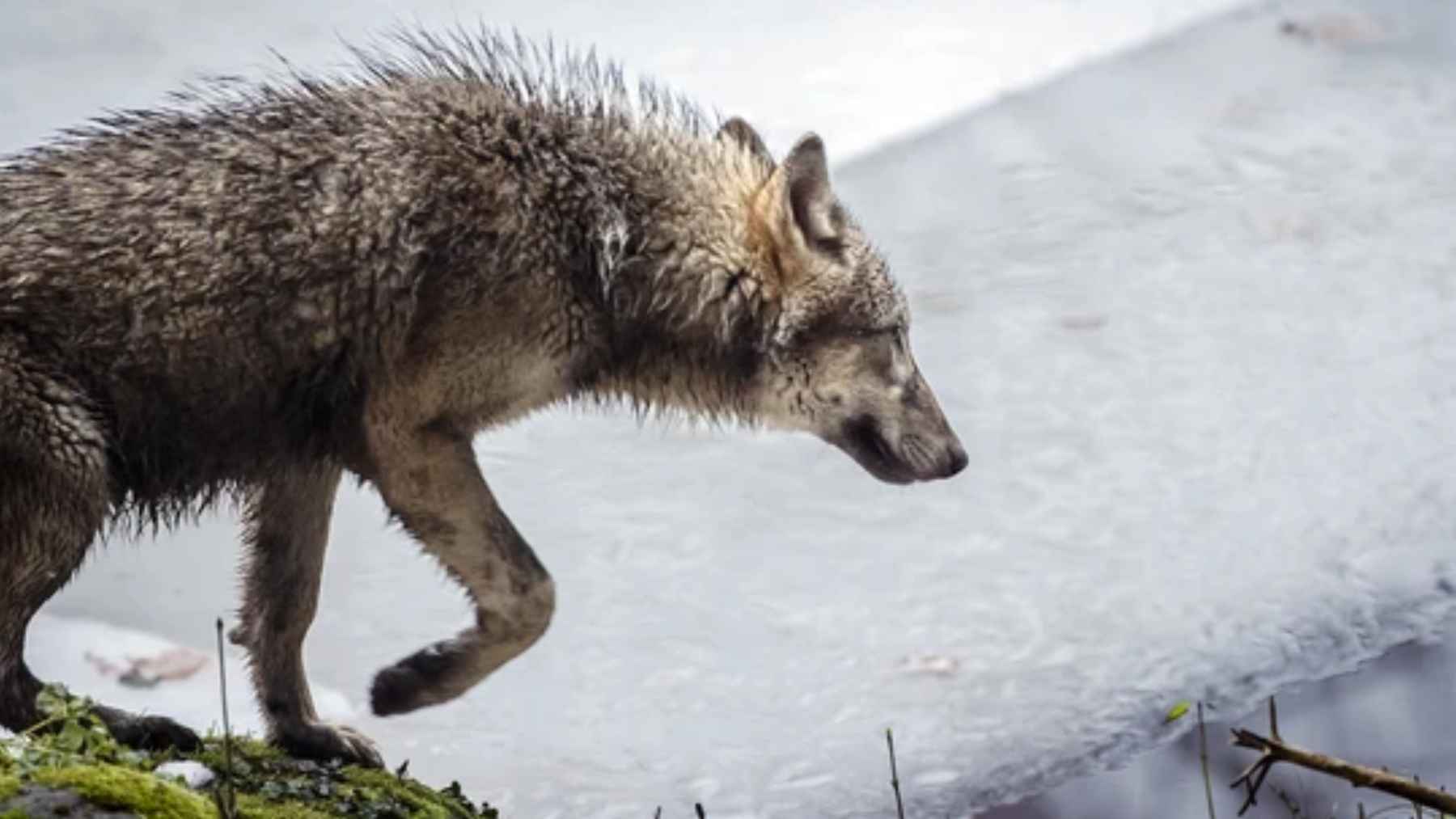 Wet wolf standing at the edge of a lake after crossing cold water in Switzerland