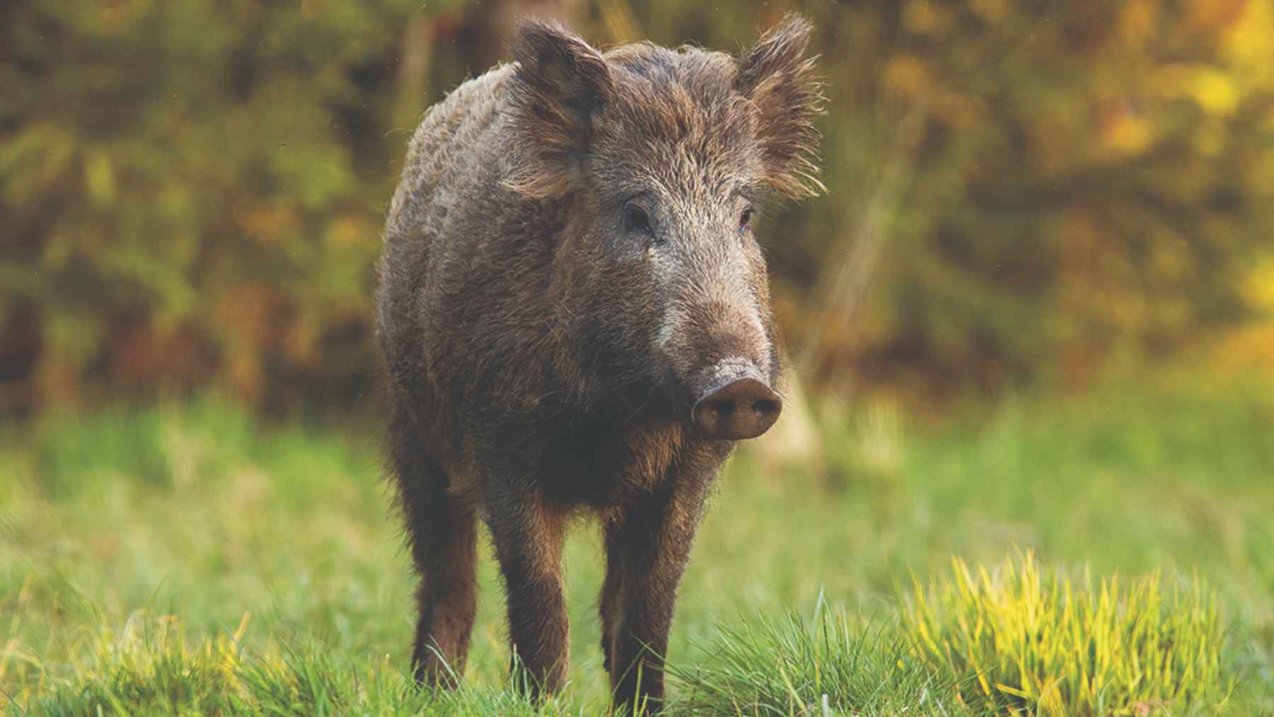 Wild boar standing in a grassy field as a 20-year study reveals peak crop damage months