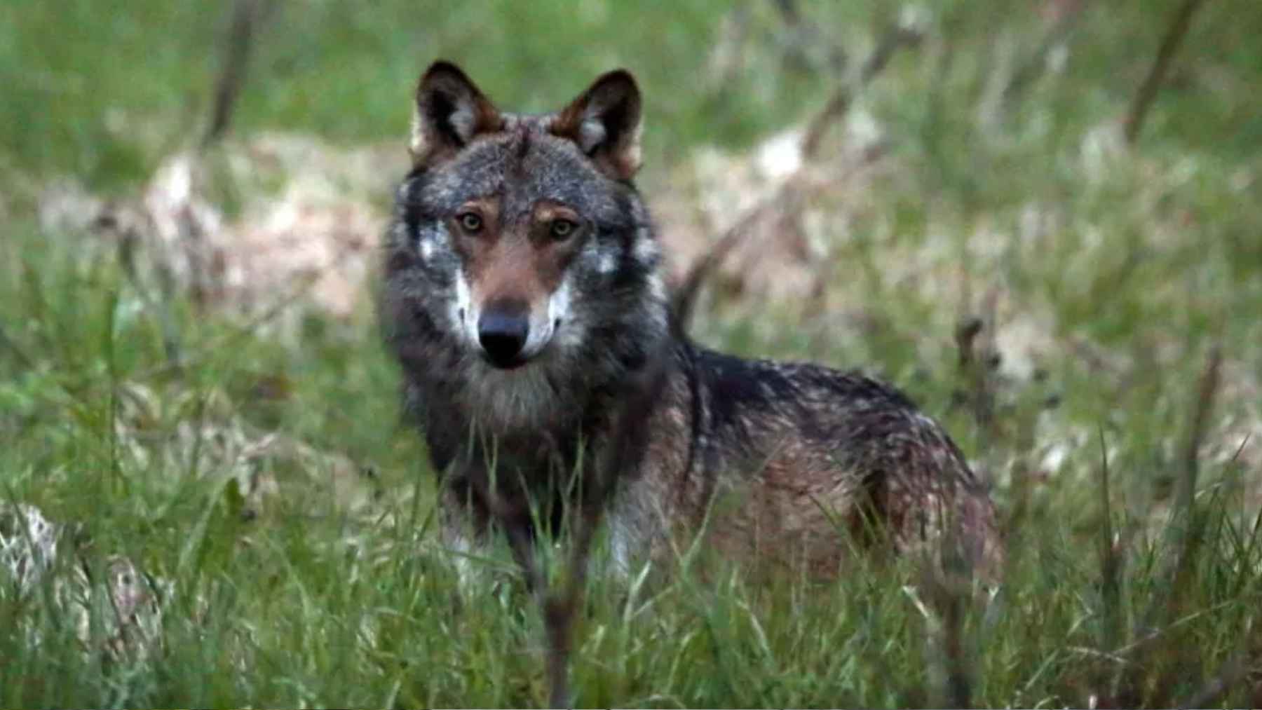 Wolf swimming across Lake Lucerne in Switzerland during tracked migration