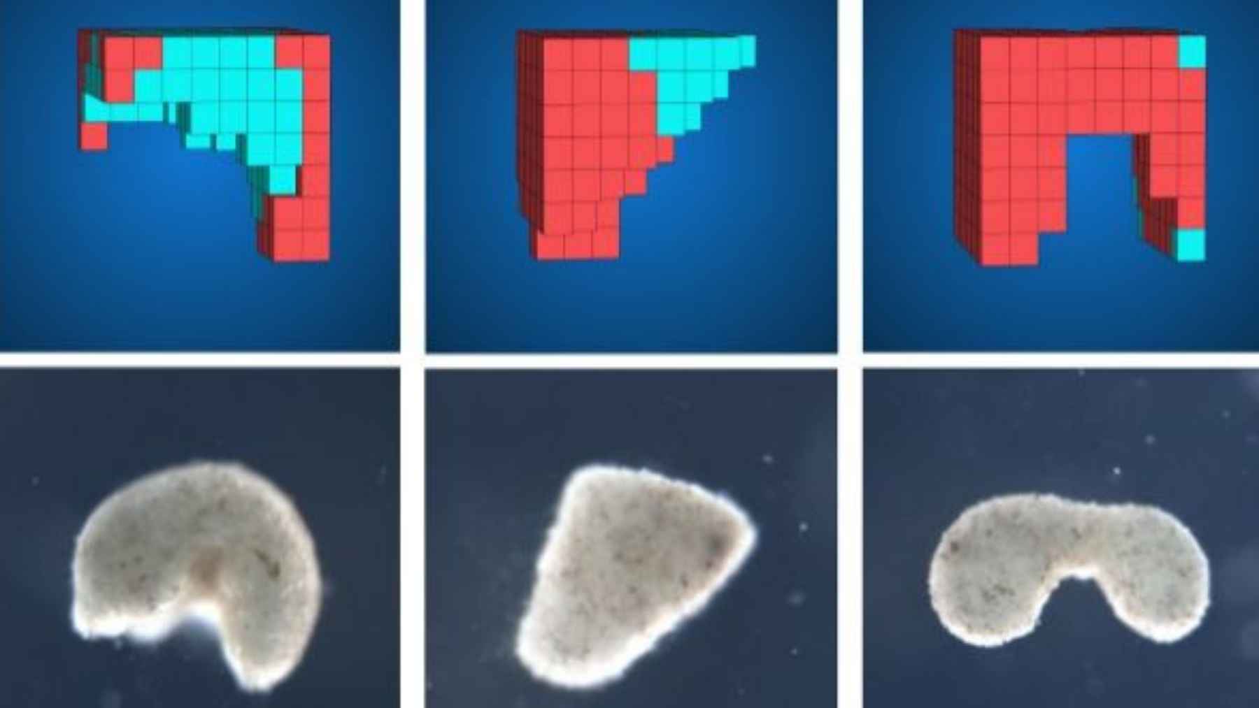 A side-by-side comparison of red and blue 3D computational designs and the corresponding biological xenobots grown from frog cells.