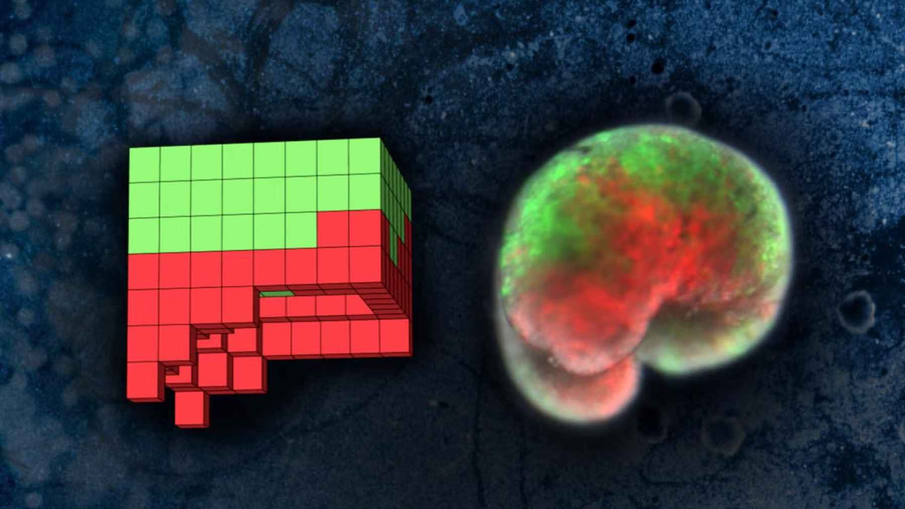 Living robots gain primitive nervous systems, opening new paths for sensing, movement, and environmental monitoring