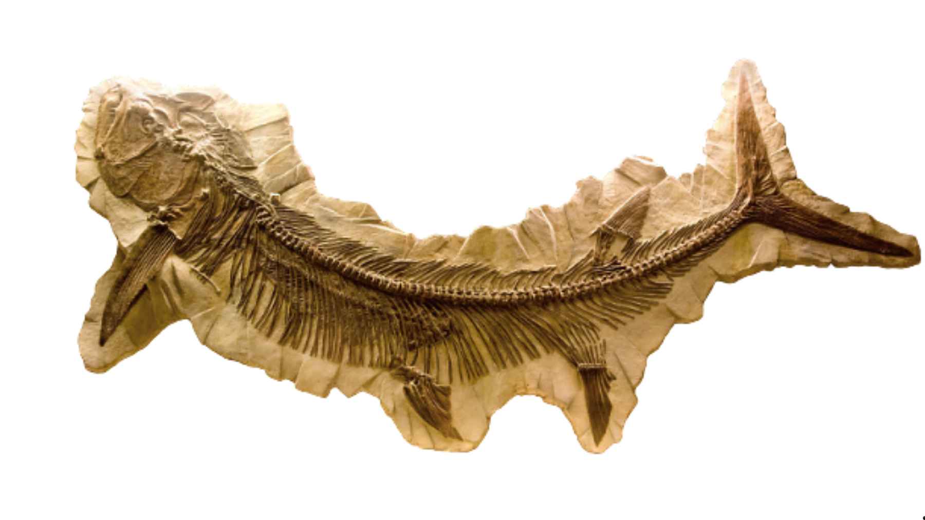 Xiphactinus audax fossil skeleton showing the giant predatory fish linked to a plesiosaur bite study.