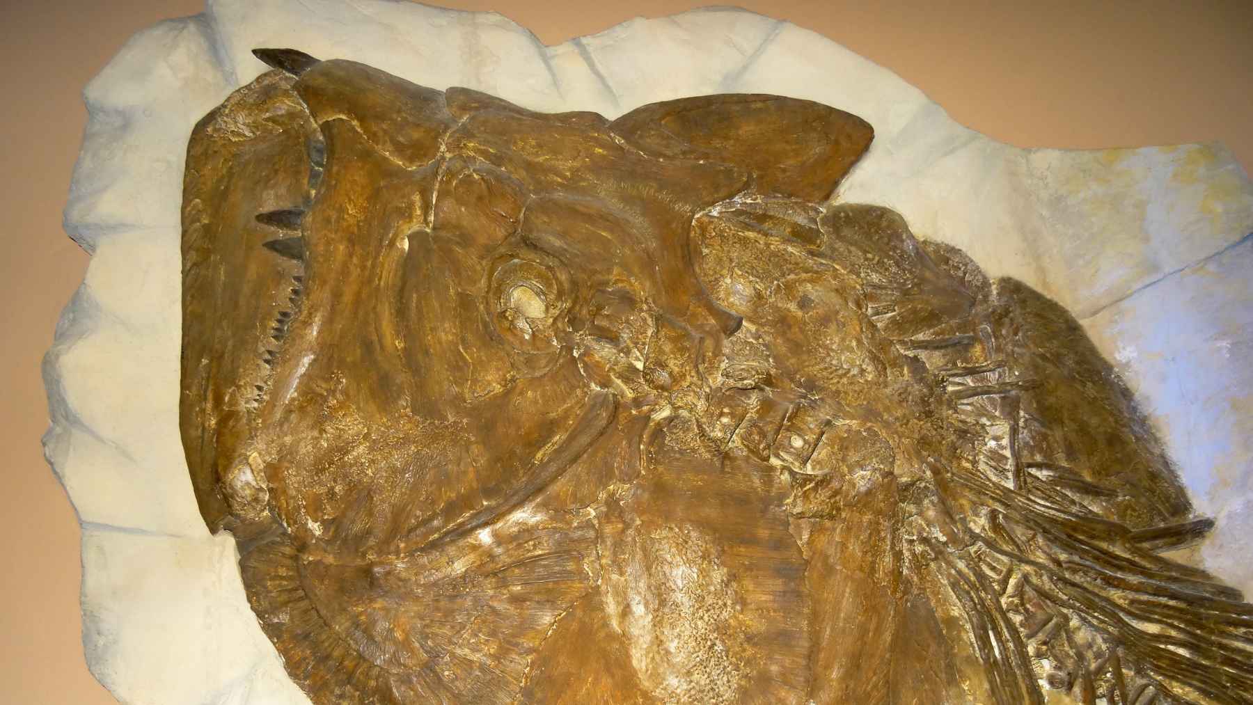 Close-up of a Xiphactinus audax fossil skull and teeth from the Smithsonian collection.