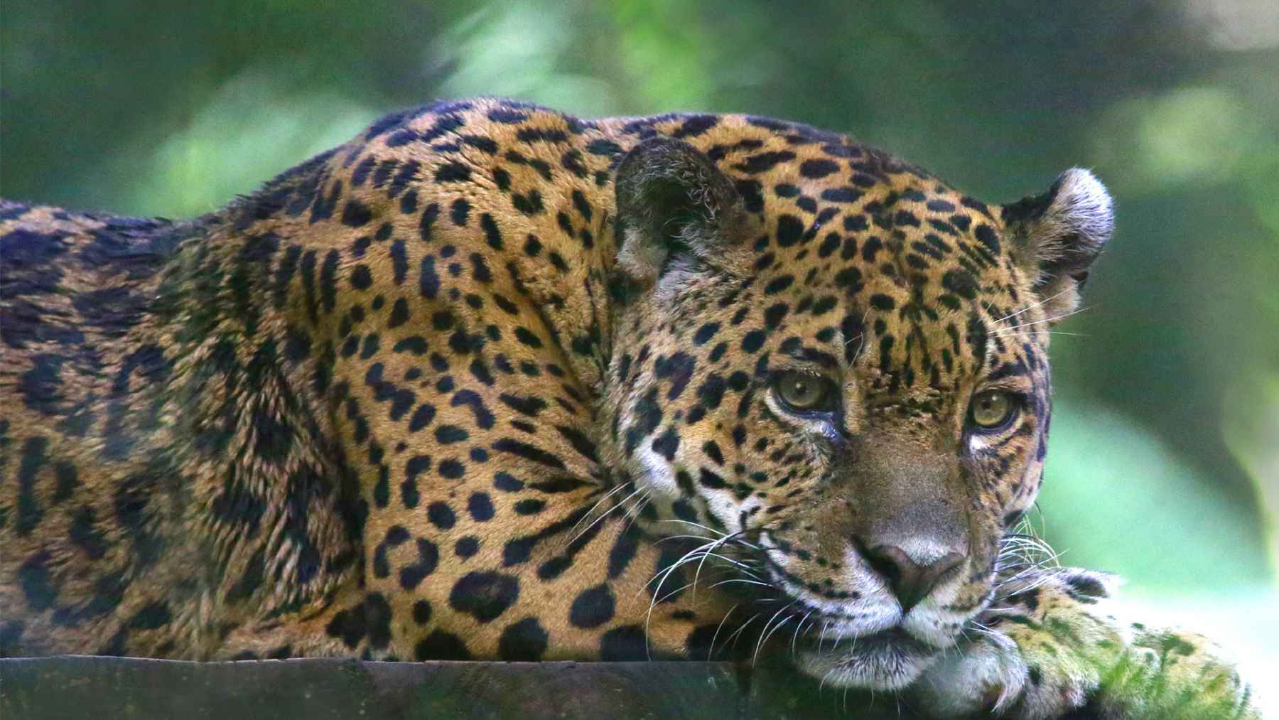 Close-up of a jaguar resting with its head on its paw, an image tied to Bolivia’s plan to return rehabilitated jaguar Yaguara to the wild.
