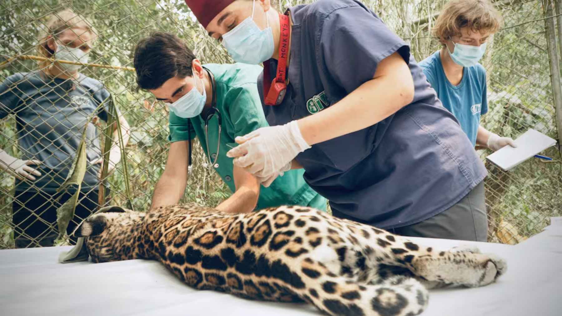 Bolivia is about to release a jaguar into the wild for the first time, and this initiative could forever change big cat conservation in South America 1 Veterinarians and wildlife staff examine a jaguar during rehabilitation in Bolivia ahead of the planned release of Yaguara into the wild.