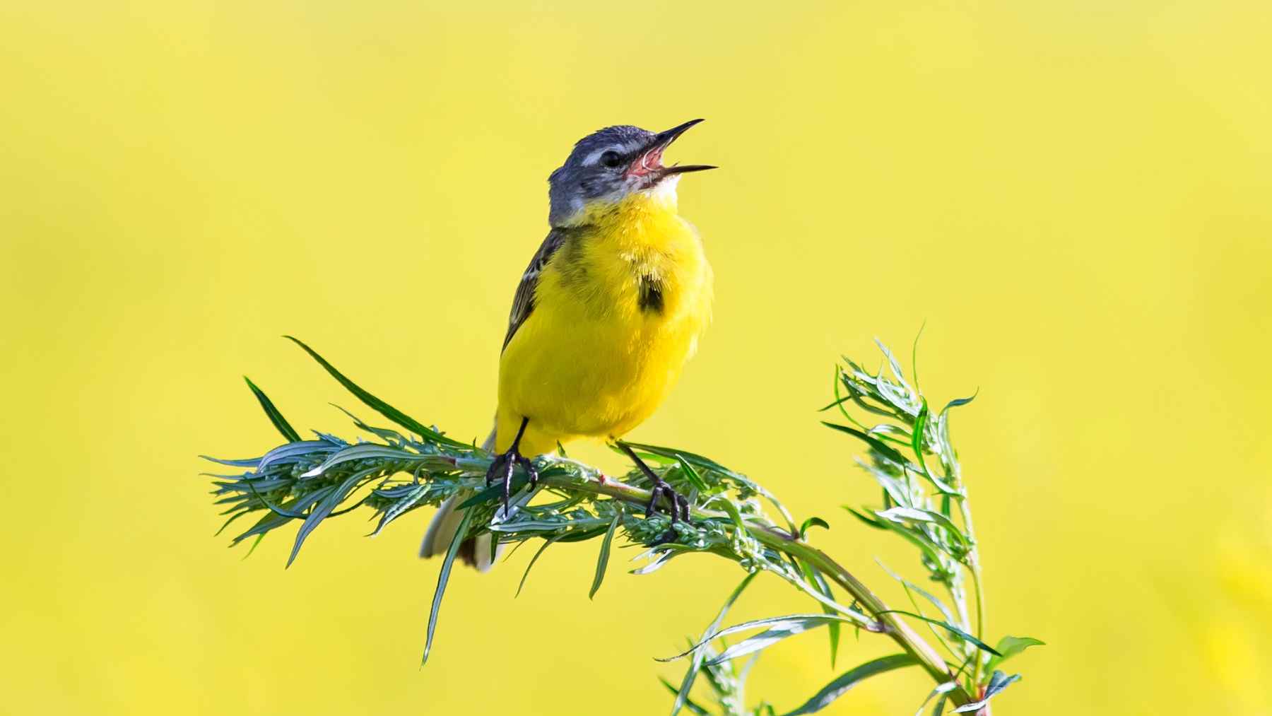 Small yellow bird singing on a branch during daytime representing environmental health and mental well-being