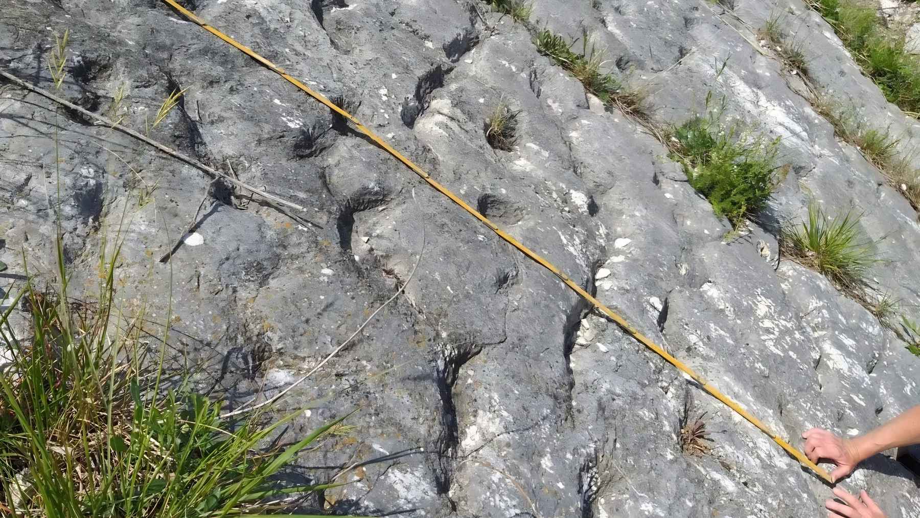 What looked like a wall full of grooves in the Adriatic Sea turned out to be the trail of hundreds of terrified turtles 79 million years ago 1 Ancient fossil trackways preserved in limestone near the Adriatic Sea, possibly left by panicked sea turtles