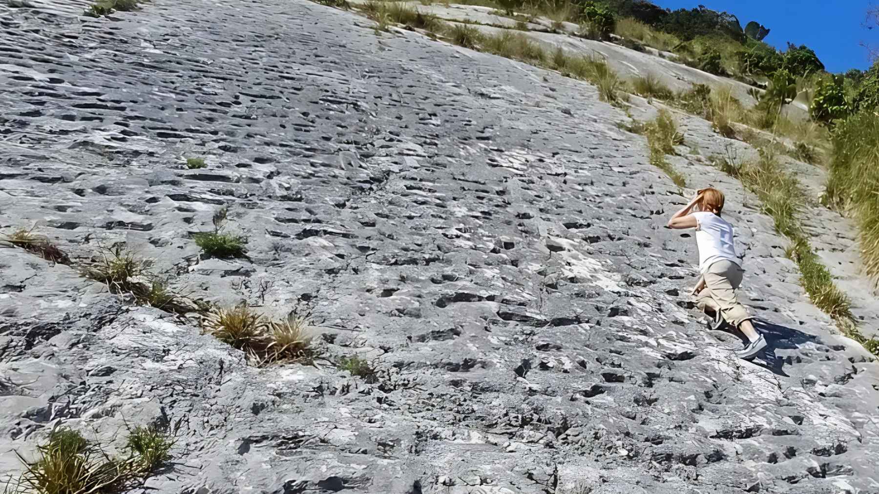 Fossilized grooves in Adriatic Sea limestone believed to show ancient sea turtle tracks from the Cretaceous period