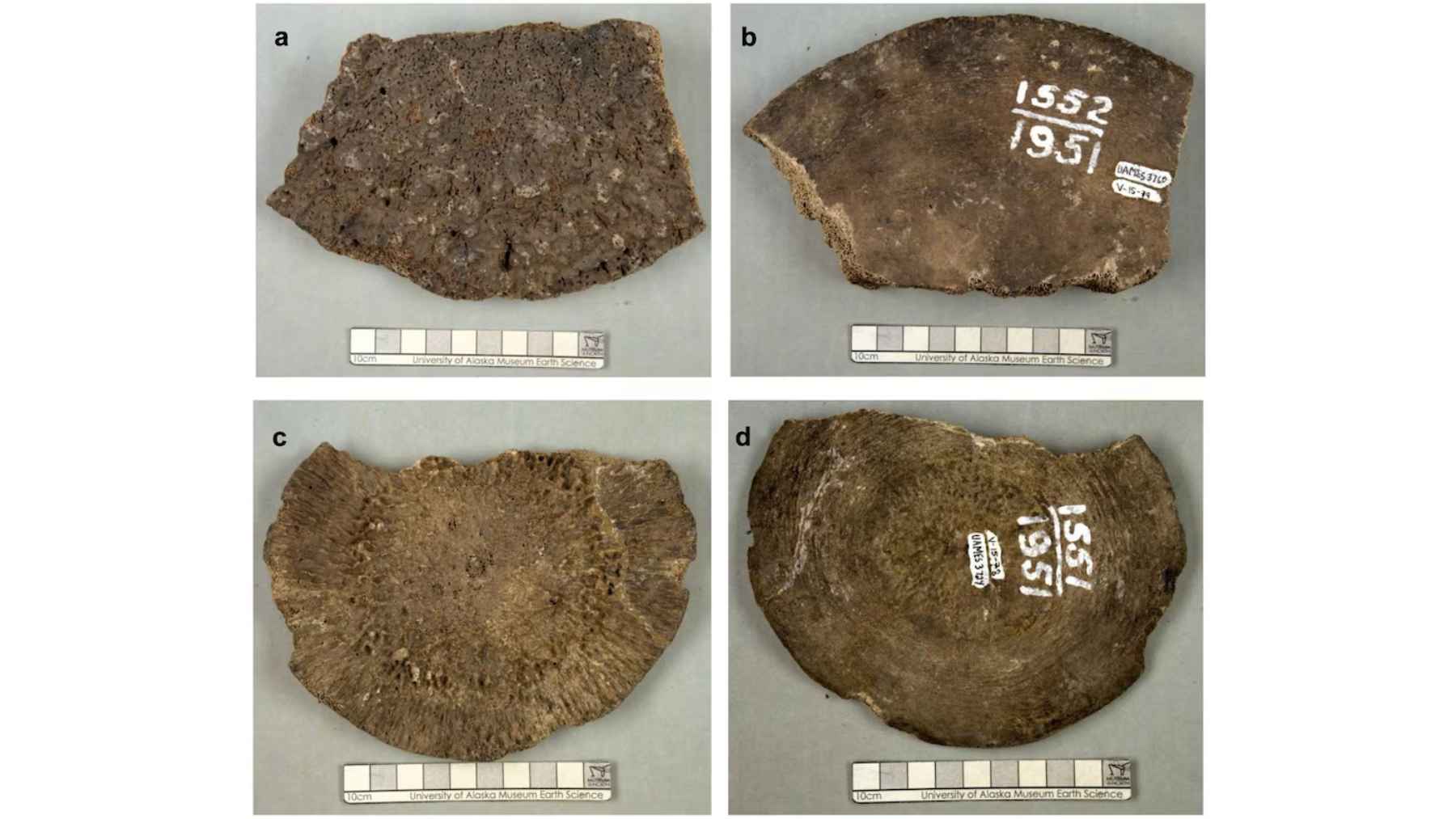 For years they were believed to be the last mammoth bones, until scientists discovered they were whales found 400 kilometers from the coast 1 Researchers examining fossil whale bones once mistaken for woolly mammoth remains in Alaska
