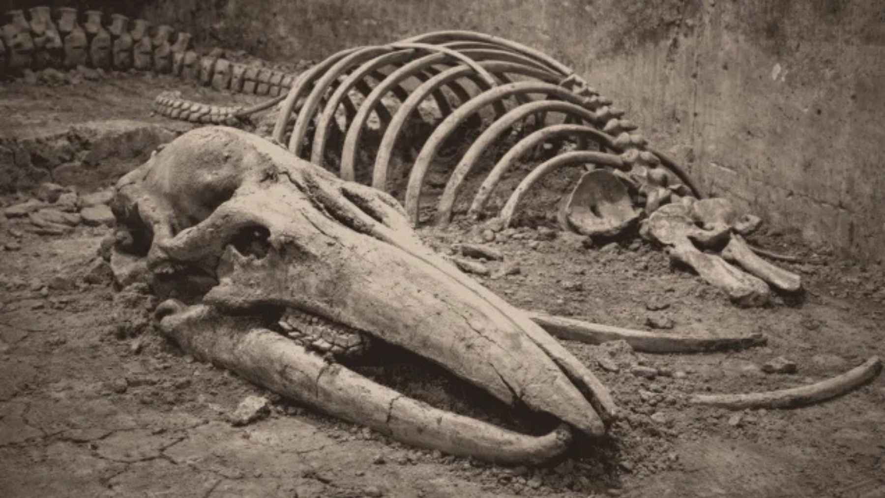 Ancient whale bones in Alaska initially believed to belong to late-surviving woolly mammoths
