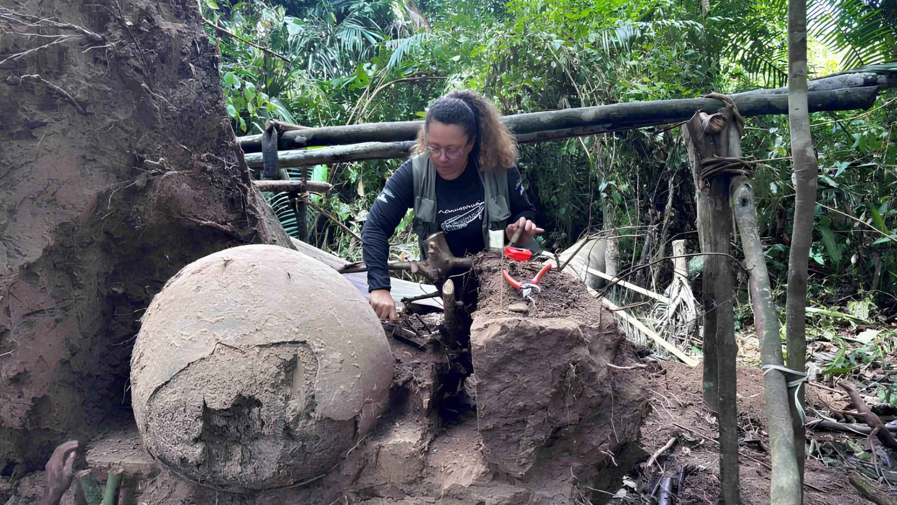 Archaeologist uncovering a large ceramic burial urn embedded under tree roots in the Amazon rainforest.