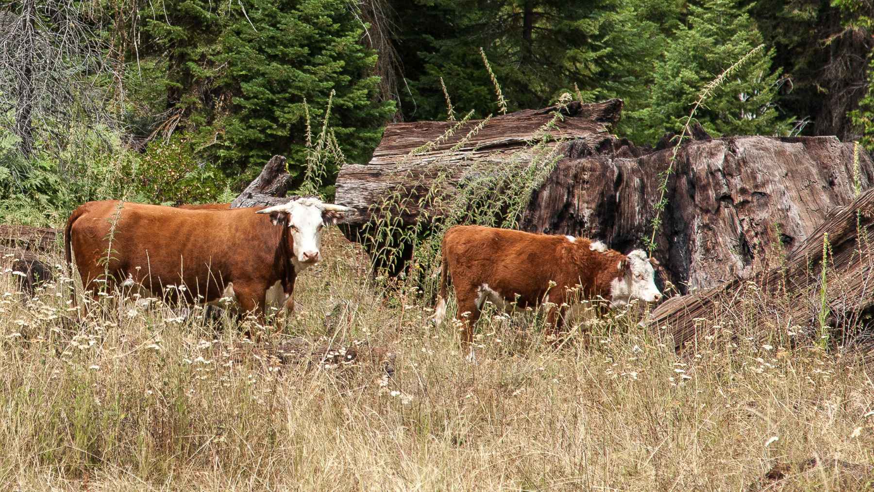 Feral cattle on Amsterdam Island linked to a long-term genetic adaptation study