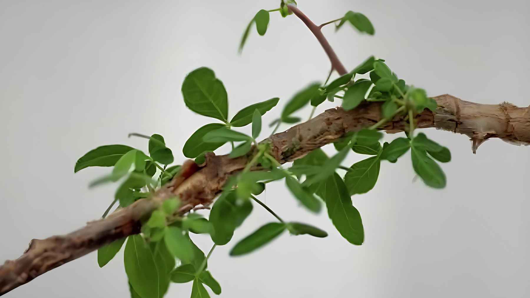 Green Commiphora branch grown from the ancient Sheba seed linked to Judea’s lost perfume plant mystery.
