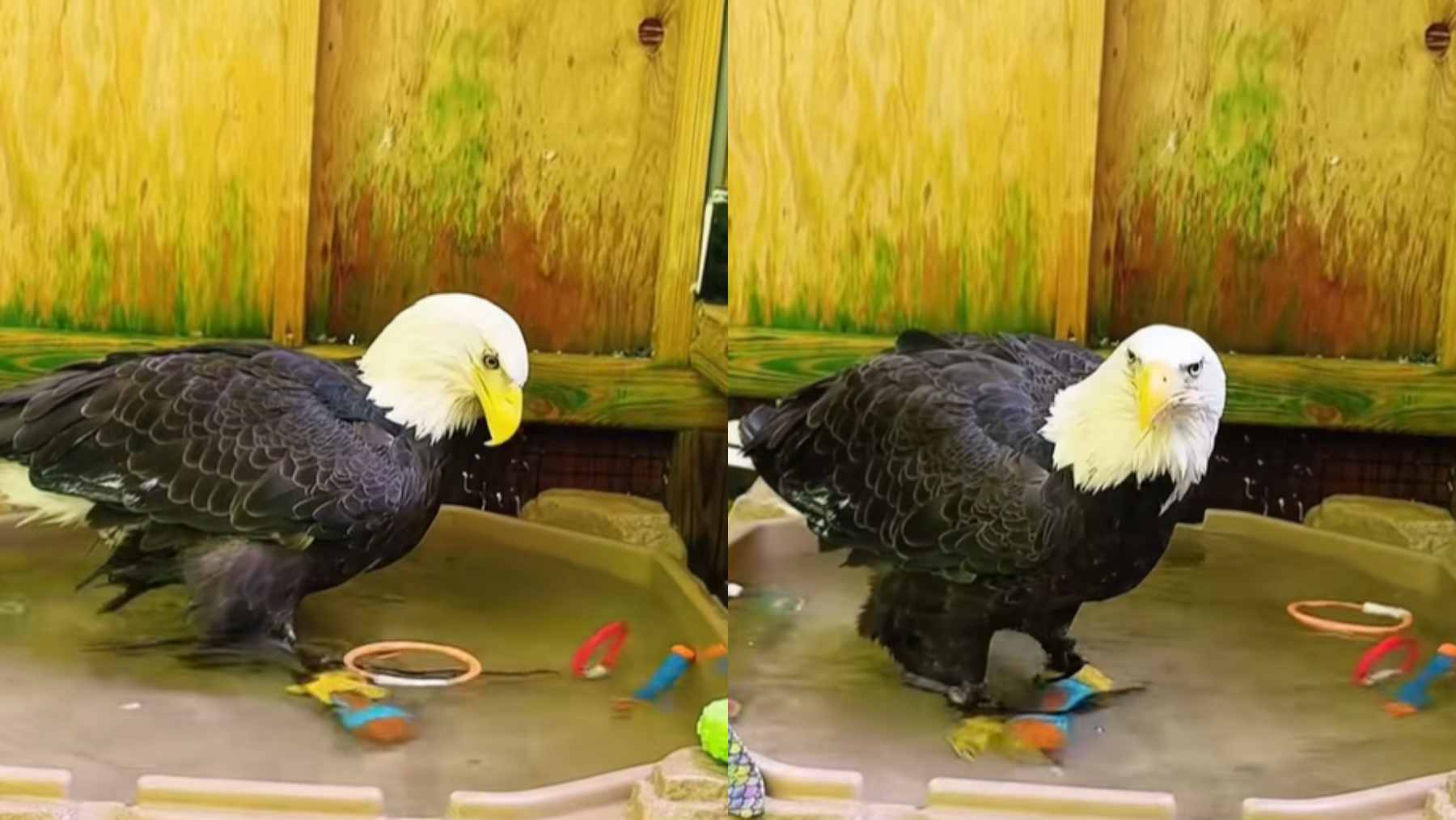Aurora, a rescued bald eagle, playing with colorful floating rings and toys in a shallow water pool.