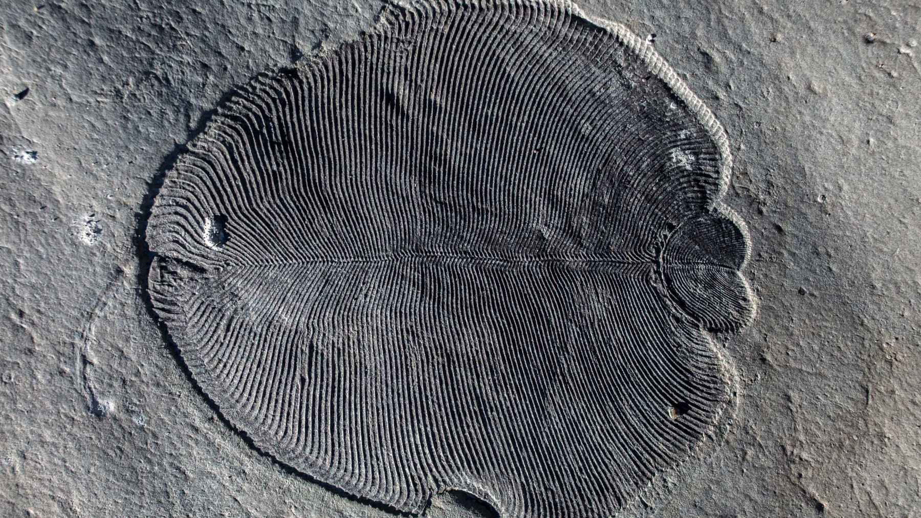 Ancient Ediacaran fossil impressions from the Avalon biota preserved in Newfoundland rock formations