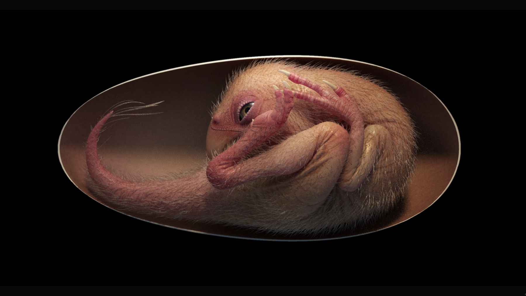 An unborn dinosaur is found inside its egg after 70 million years, and the fossil offers a rare look at the final moments before hatch day 1 Reconstruction of a baby dinosaur curled inside an egg before hatching.