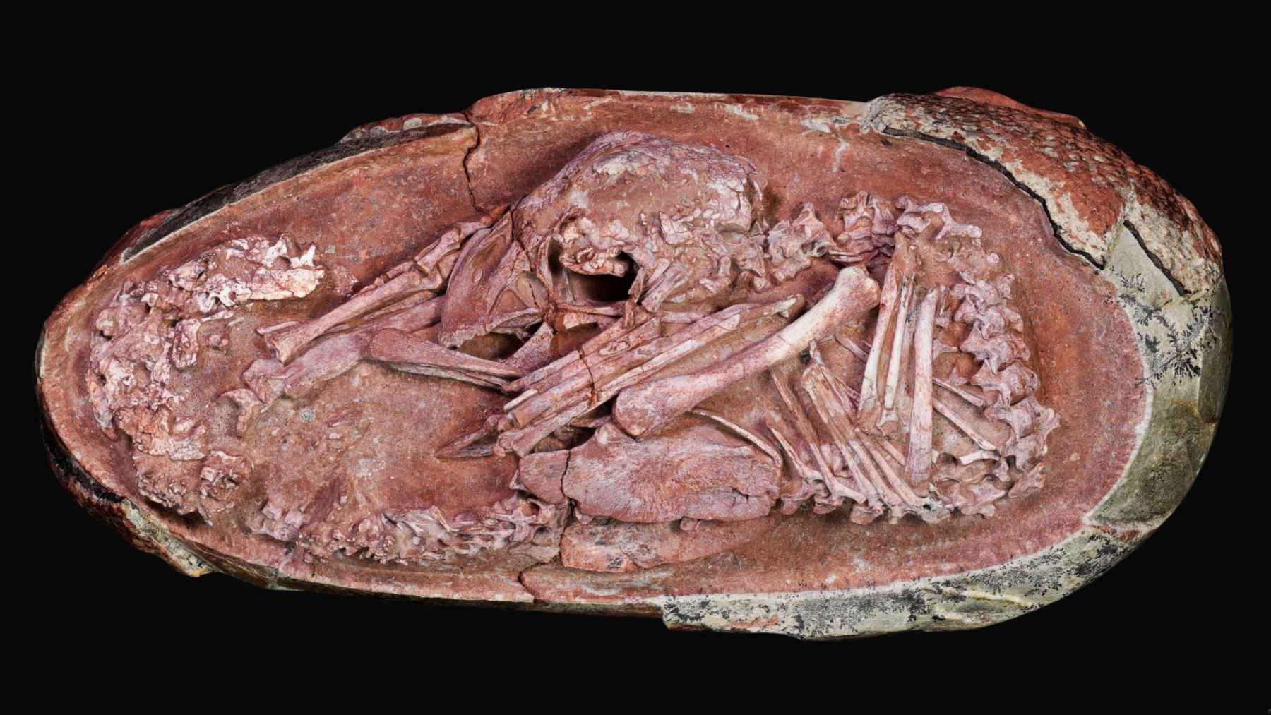 Fossilized Baby Yingliang dinosaur embryo curled inside an egg from southern China.