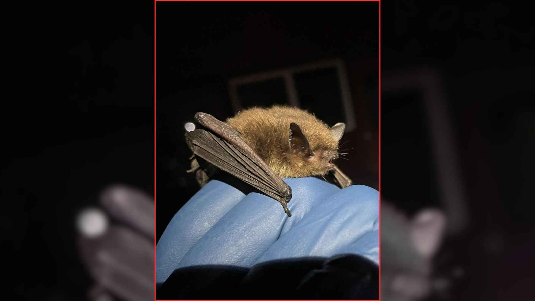 Researcher holding a bat with a gloved hand during wildlife health surveillance.