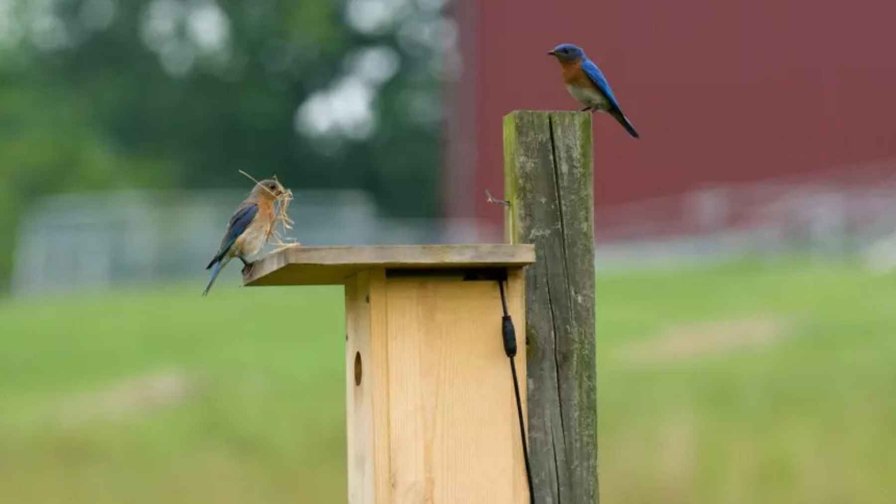 Songbirds perched in a residential garden linked to urban biodiversity and environmental health
