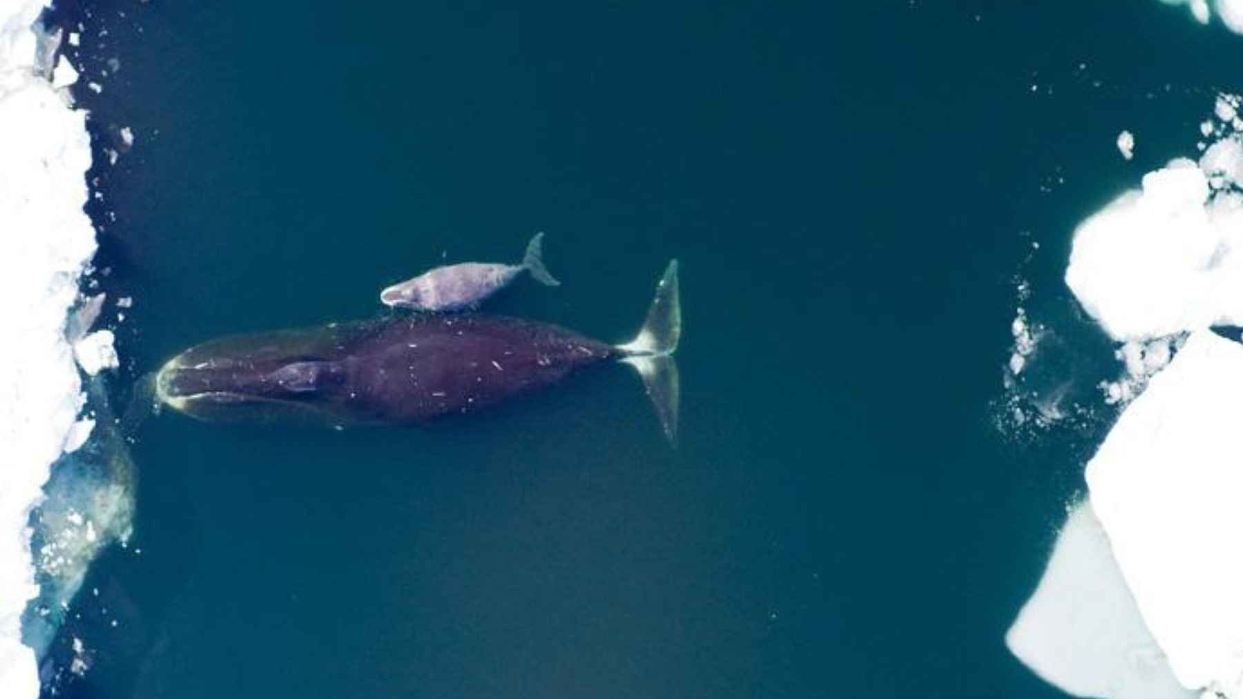 Aerial drone view of a bowhead whale swimming through Arctic sea ice in Greenland