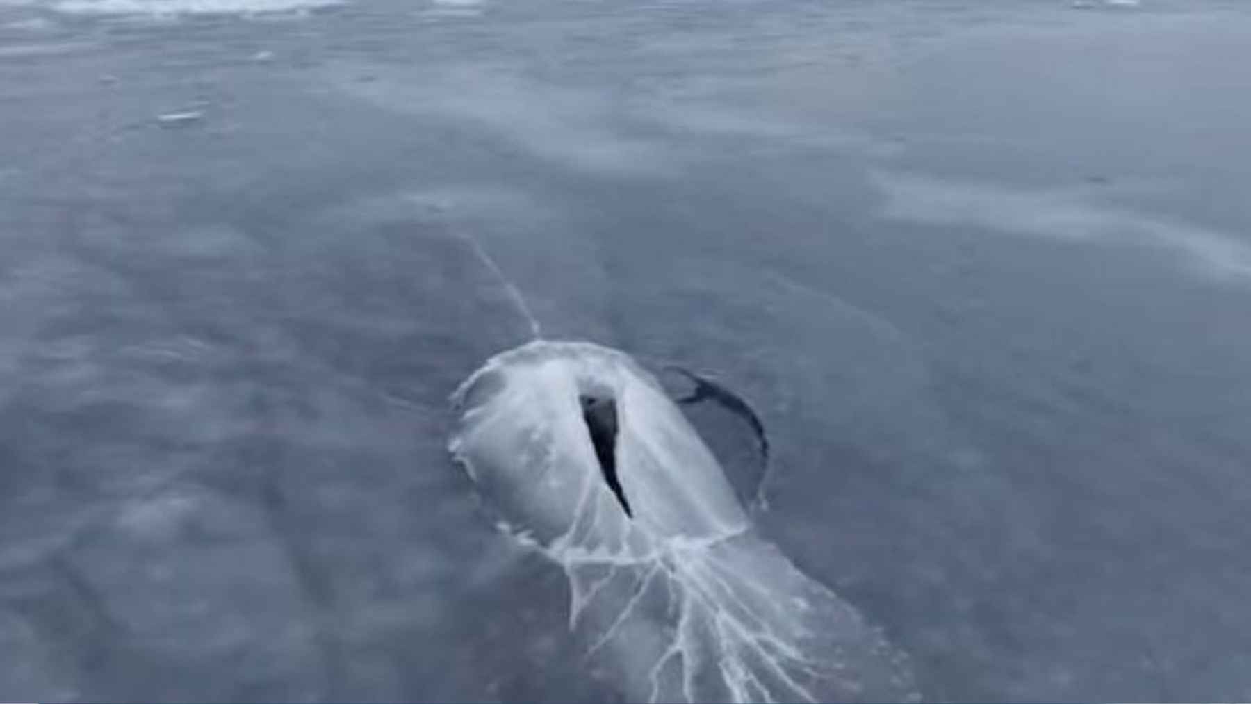 Bowhead whale breaking through thick sea ice in Greenland as captured by a research drone