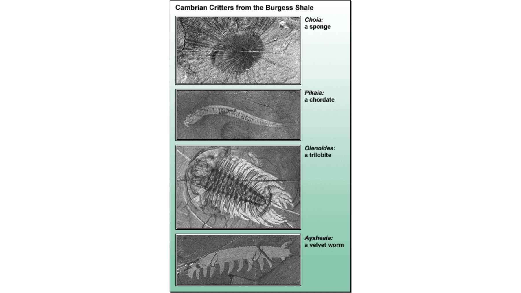 Illustration of Cambrian fossil organisms including trilobites, chordates, and early marine animals