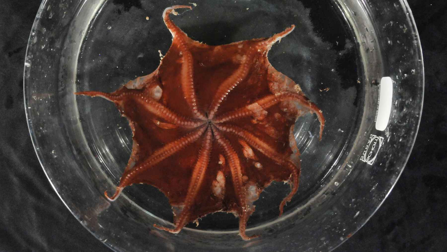 Carnarvon flapjack octopus specimen viewed from below, showing its webbed arms and deep red body.