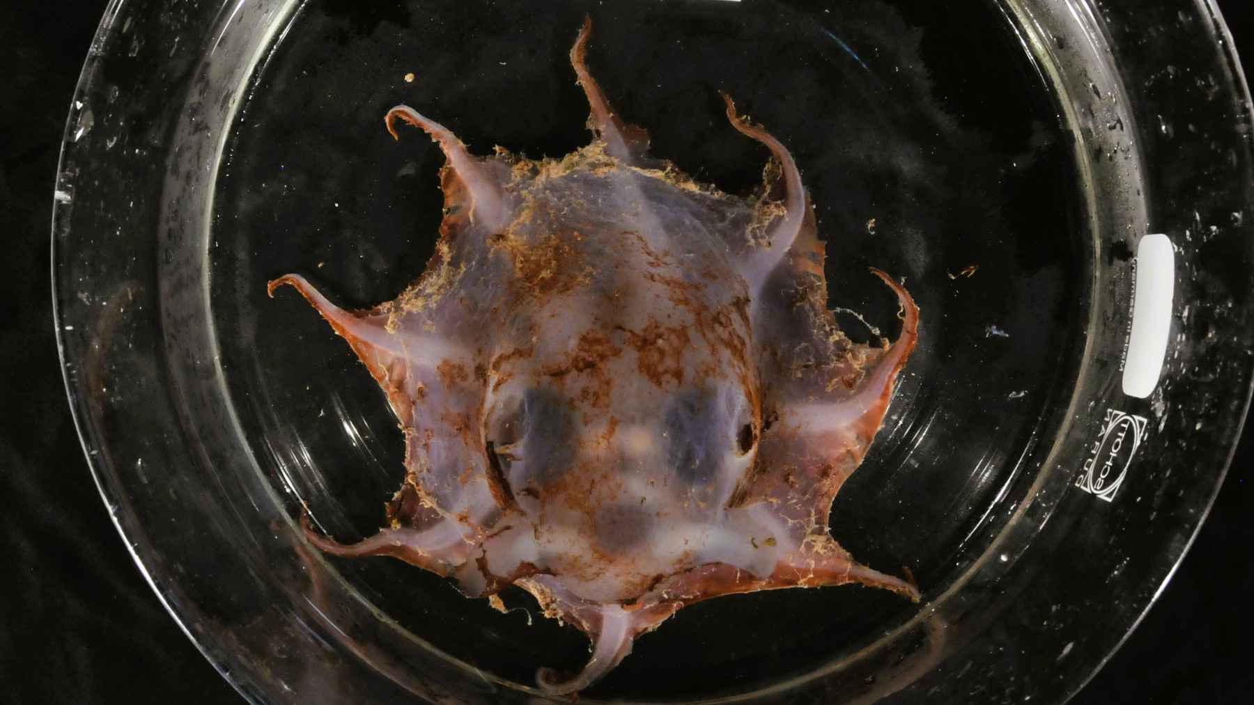Carnarvon flapjack octopus specimen viewed from above, showing its soft body, large eyes, small fins, and webbed arms.
