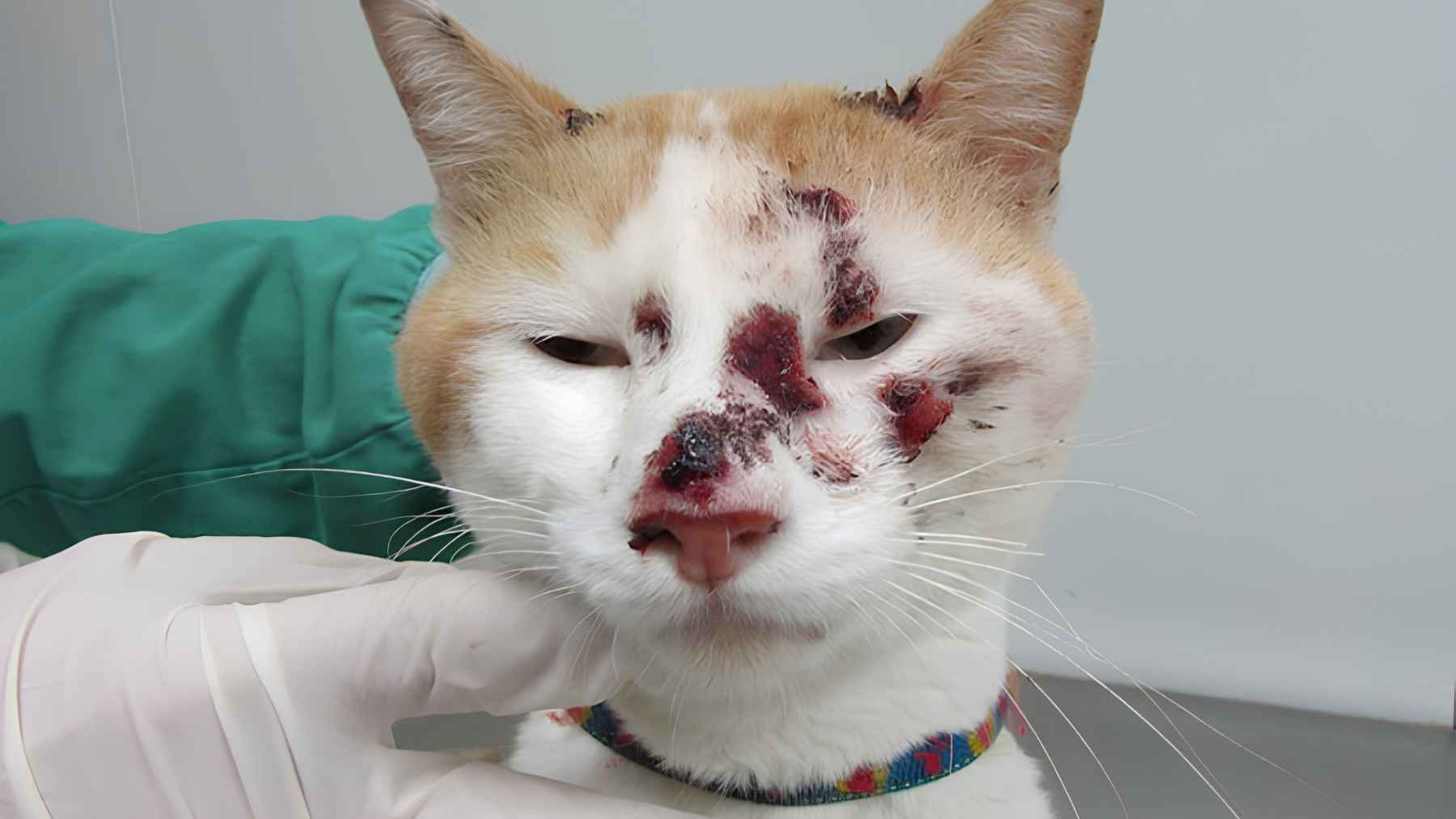 Cat with facial skin lesions being examined by a gloved hand, linked to concerns over cat-transmitted sporotrichosis.